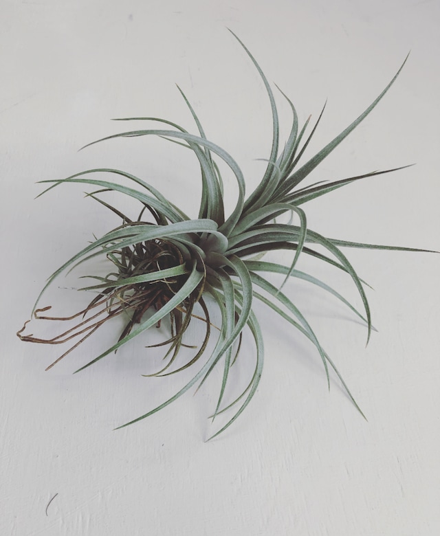 ［Tillandsia］mima var. chilitensis　ティランジア ミマ チリテンシス