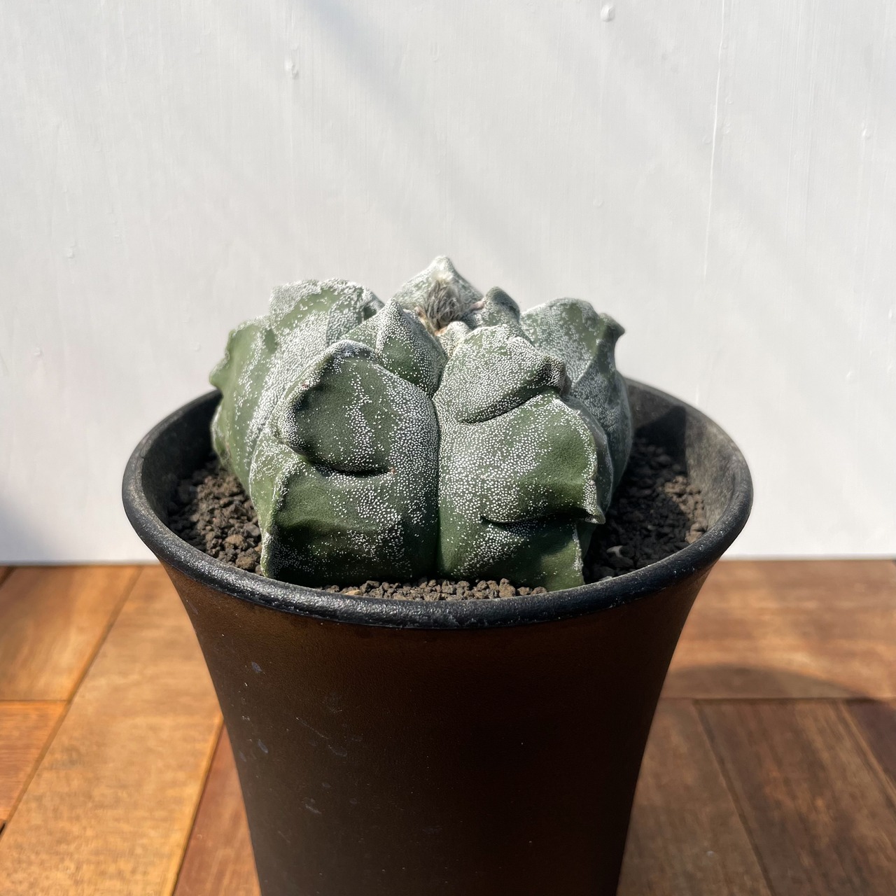 Astrophytum myriostigma【アストロフィツム・トサカランポー】