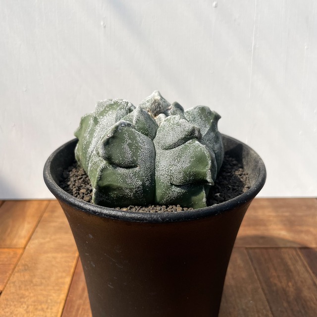 Astrophytum myriostigma【アストロフィツム・トサカランポー】