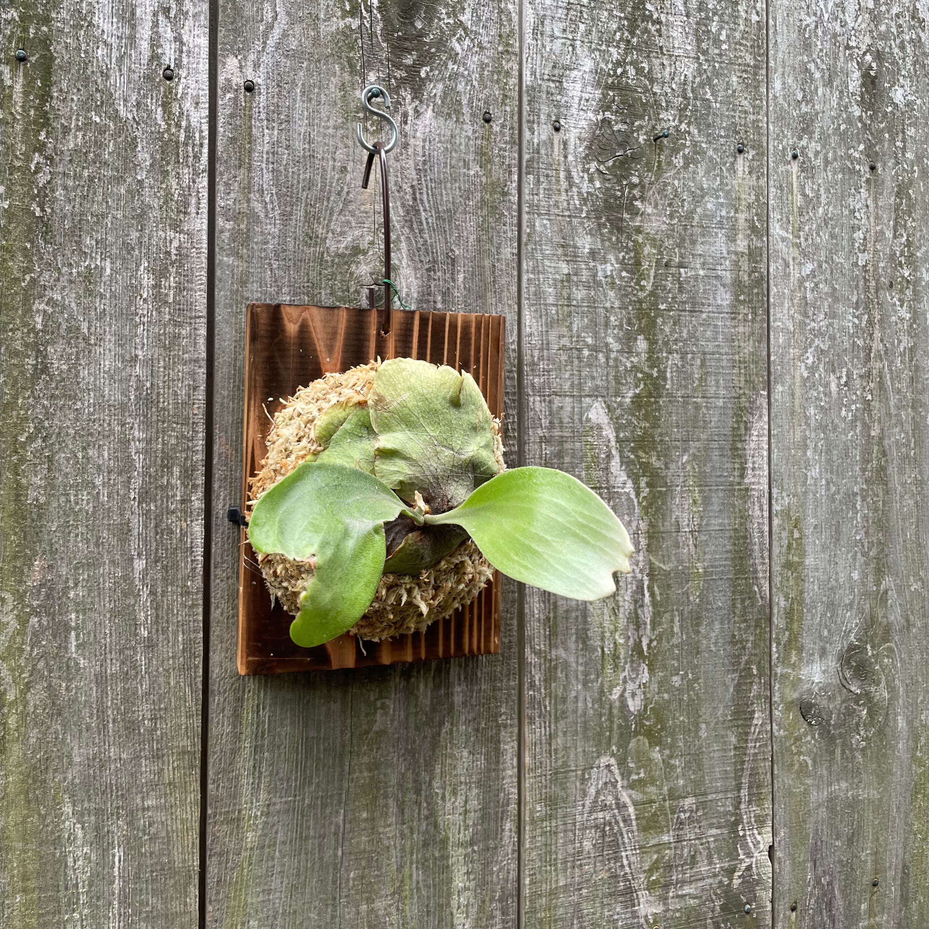 ビカクシダ P. willinckii cv. Aydan 子株