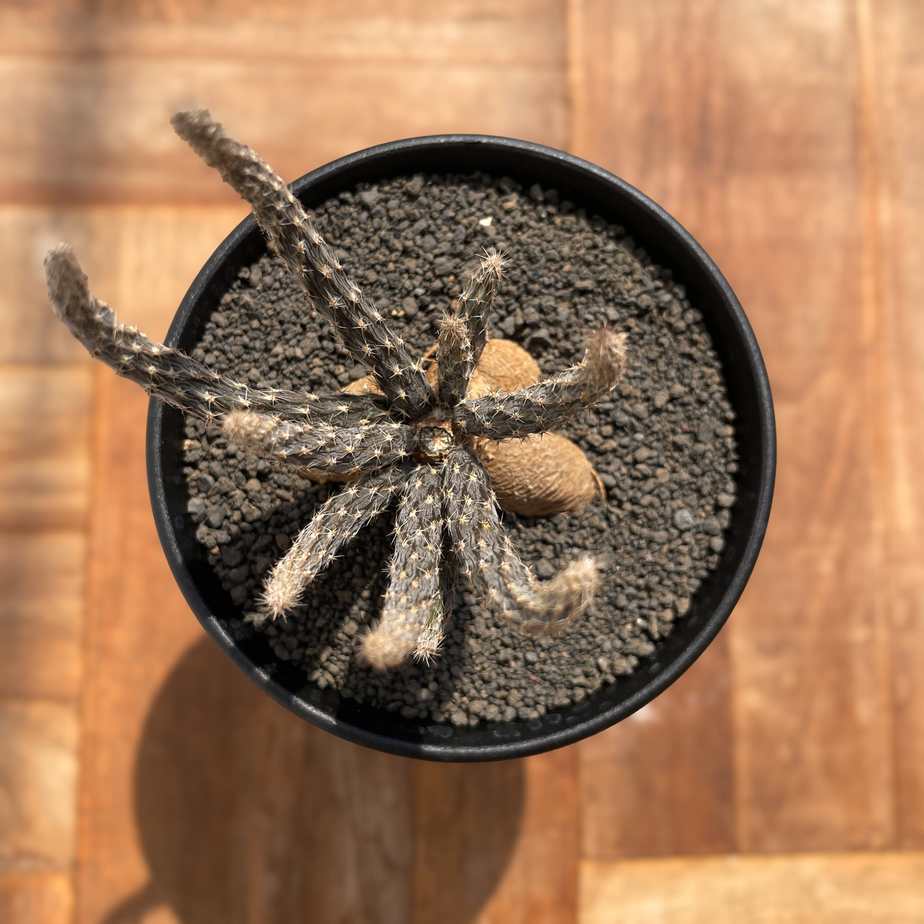 激レア)プテロカクタス フランス種子実生 19種類セット 激レア)プテロ