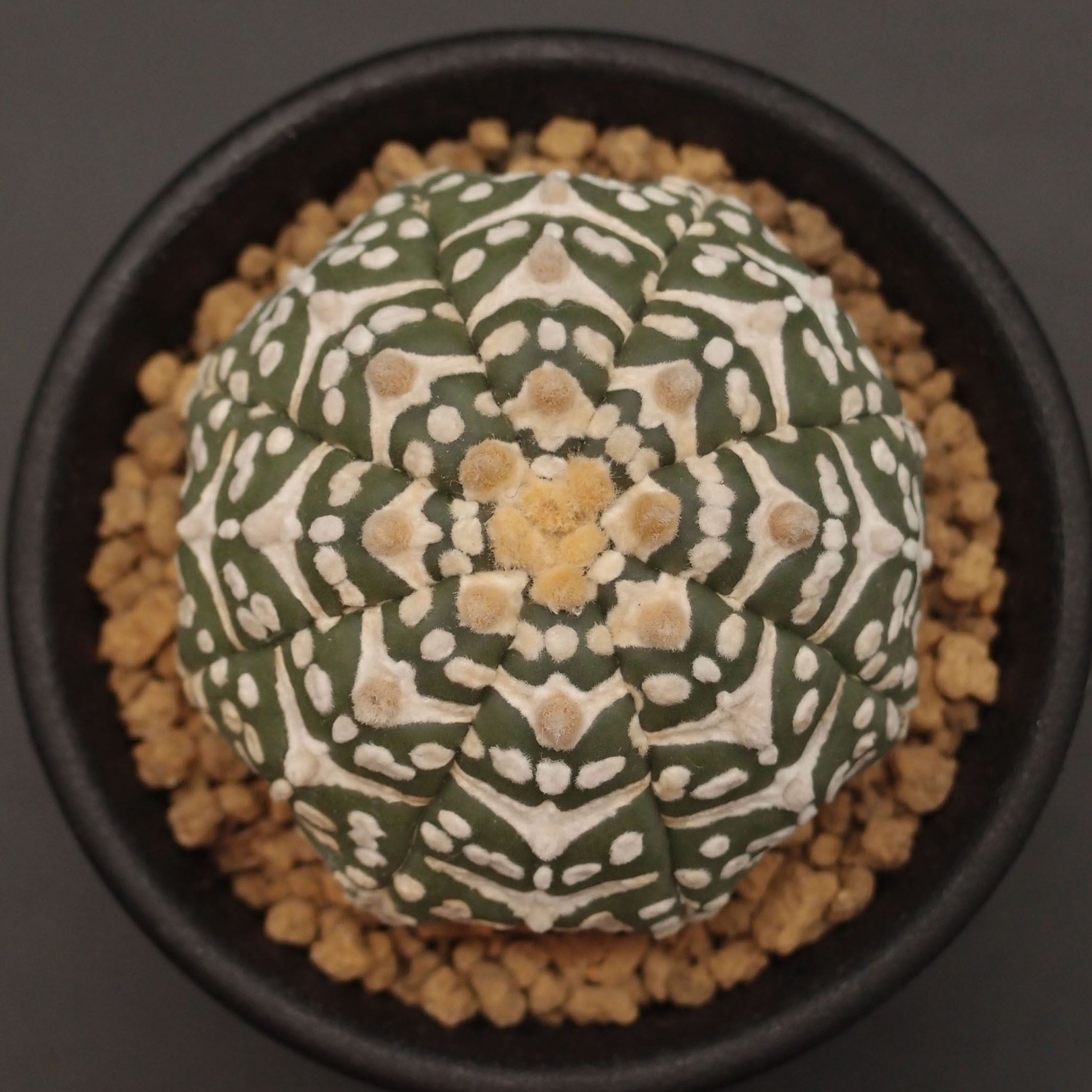 3f5e116d52c63a710f09b6195ec116