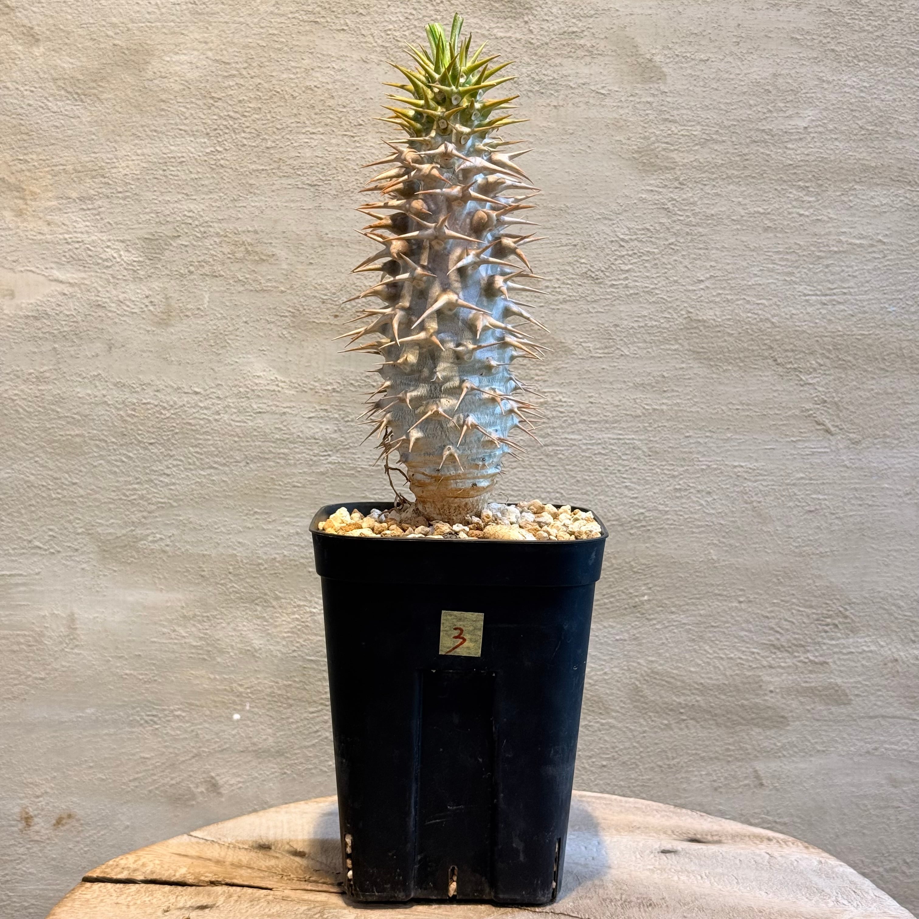 植物】パキポディウム アンボンゲンセ 実生株 <3> | A-PLANTS