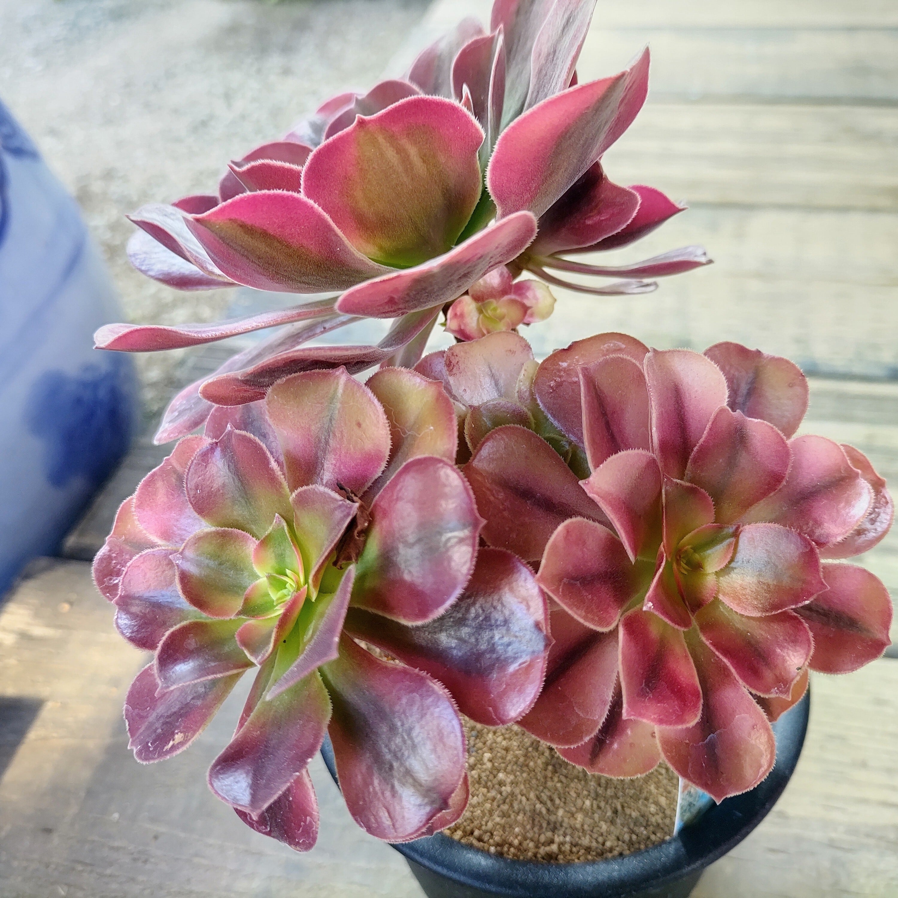 メデューサ(アエオニウム) | RuPo 多肉植物専門店