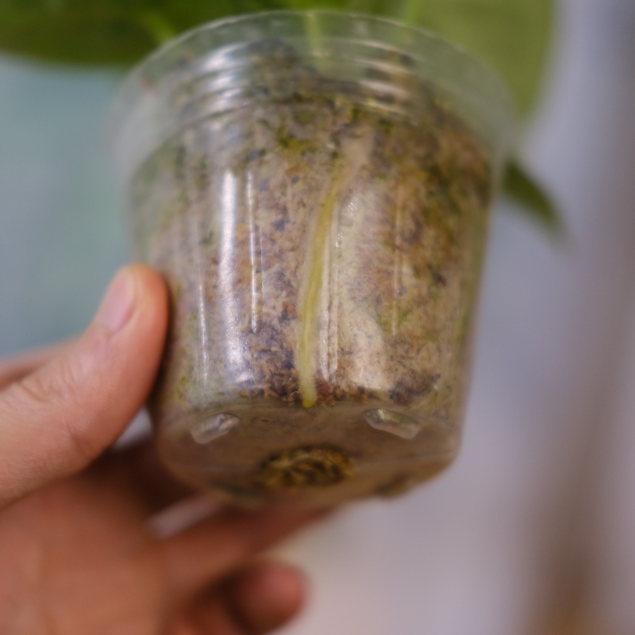 アンスリウム ドラヤキ × シルバーブラッシュ / Anthurium Dorayaki × Anthurium Silver brush⑧ / 観葉植物<育て方・花言葉>