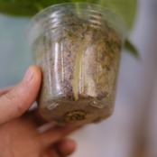 アンスリウム ドラヤキ × シルバーブラッシュ / Anthurium Dorayaki × Anthurium Silver brush⑧ / 観葉植物<育て方・花言葉>