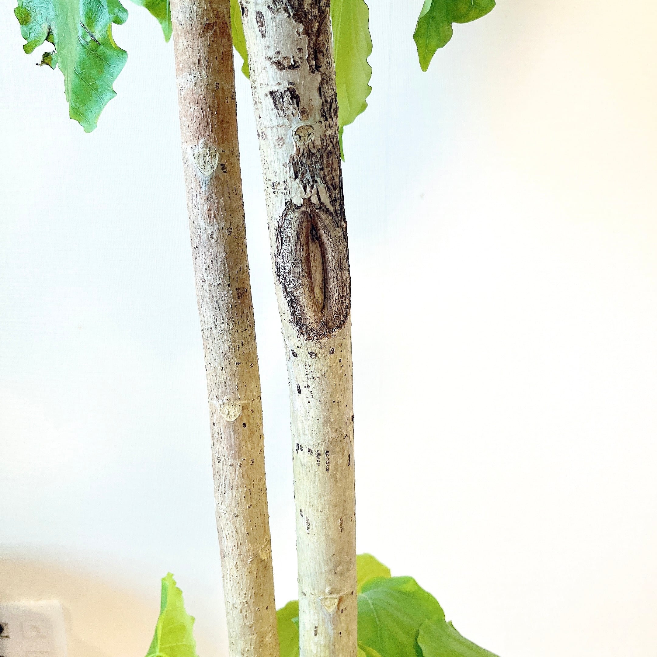 極上・現品】フィカス ウンベラータ 10号鉢 170cm ｜ 贅沢な5株植え