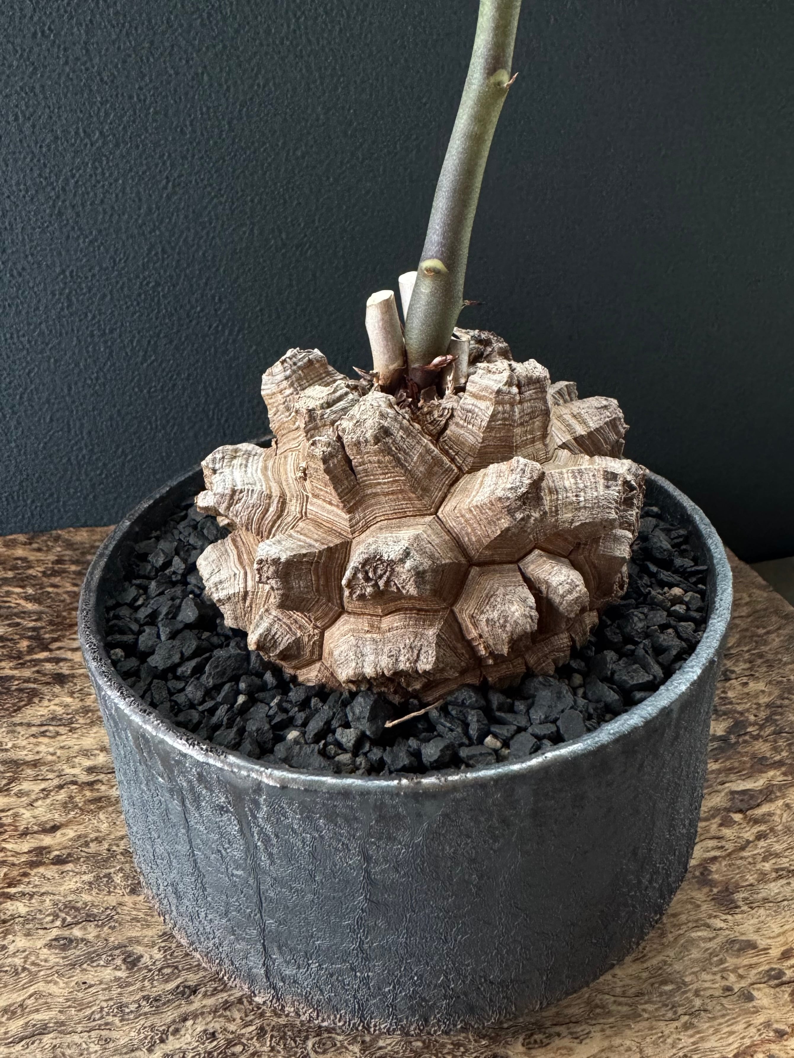 spicygem spicy gem 植木鉢 pot ver.CJ spicygem spicy gem 植木鉢 pot ver.CJ spicygem spicy gem