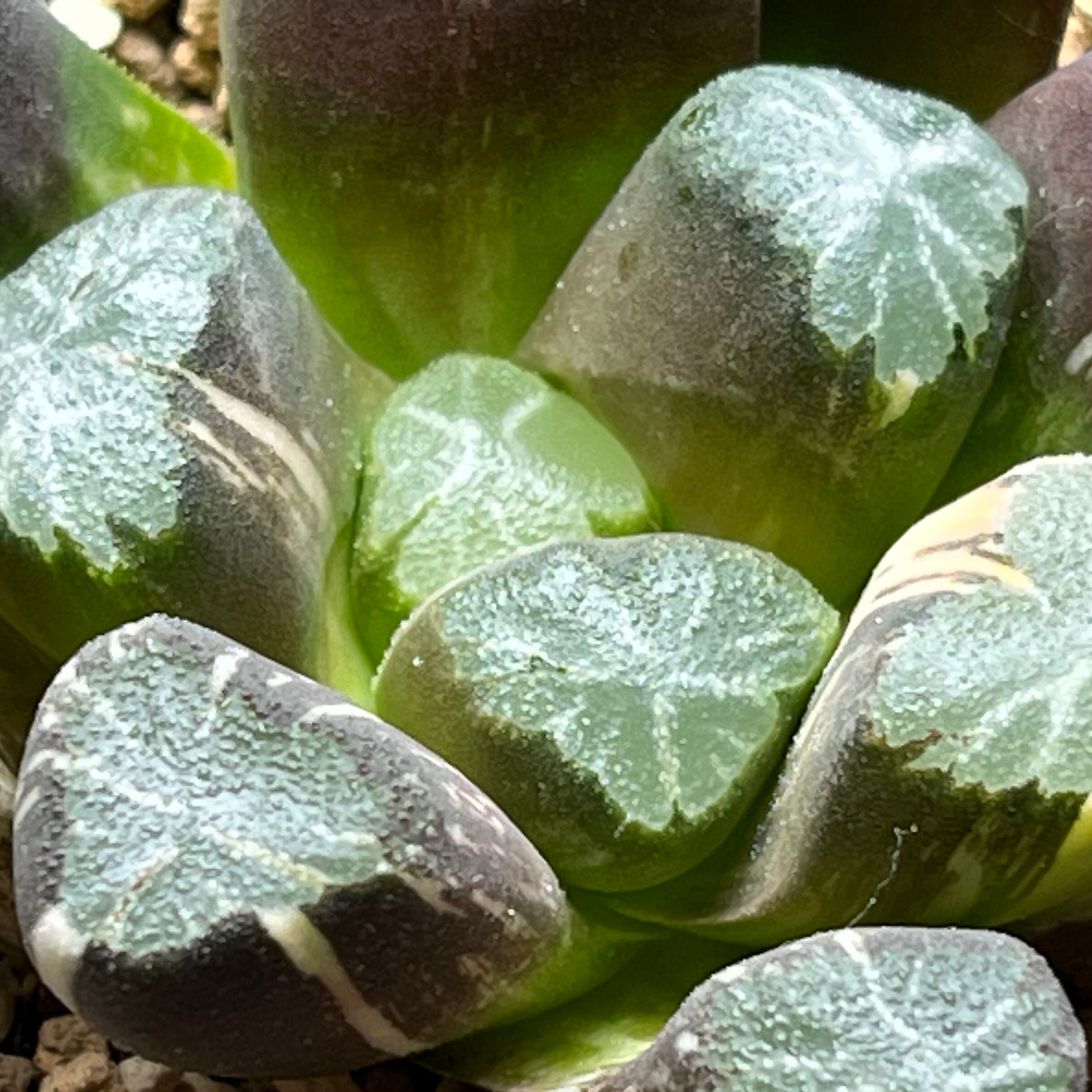 ハオルチア 万象錦 紫晃の光 | mocono_plants