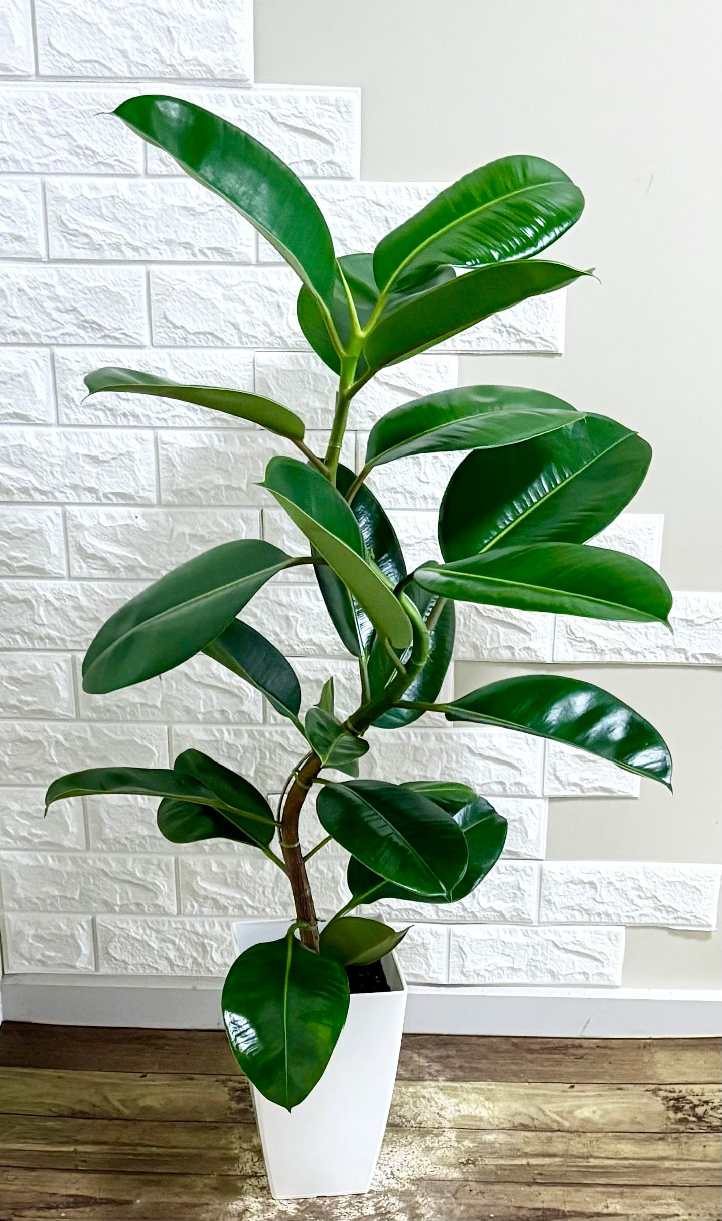 現品】ツピタンサス シェフレラ・ピュックレリ 7号鉢 観葉植物 | 観葉