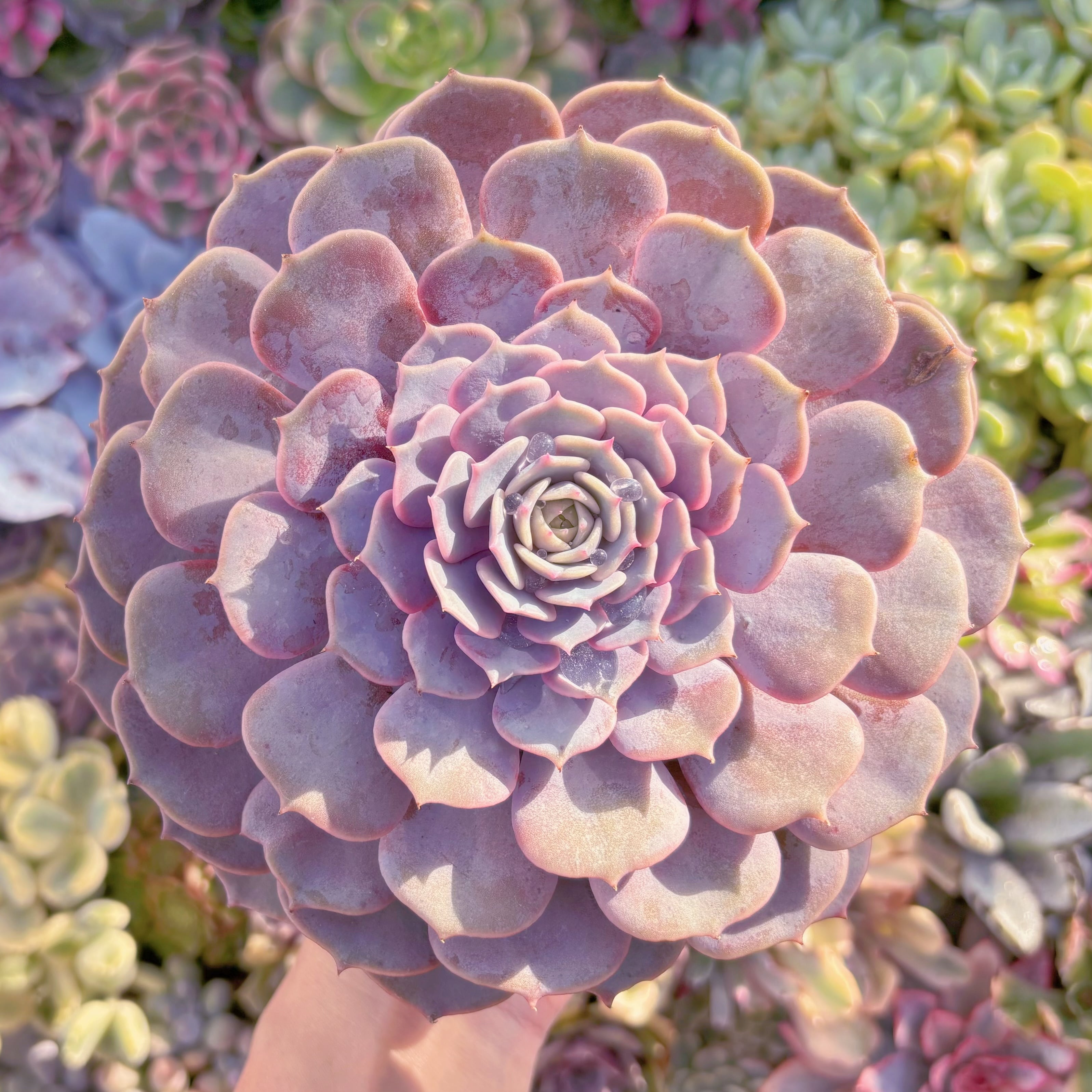 現品　ピンクローラ#672　特大苗　るる農園