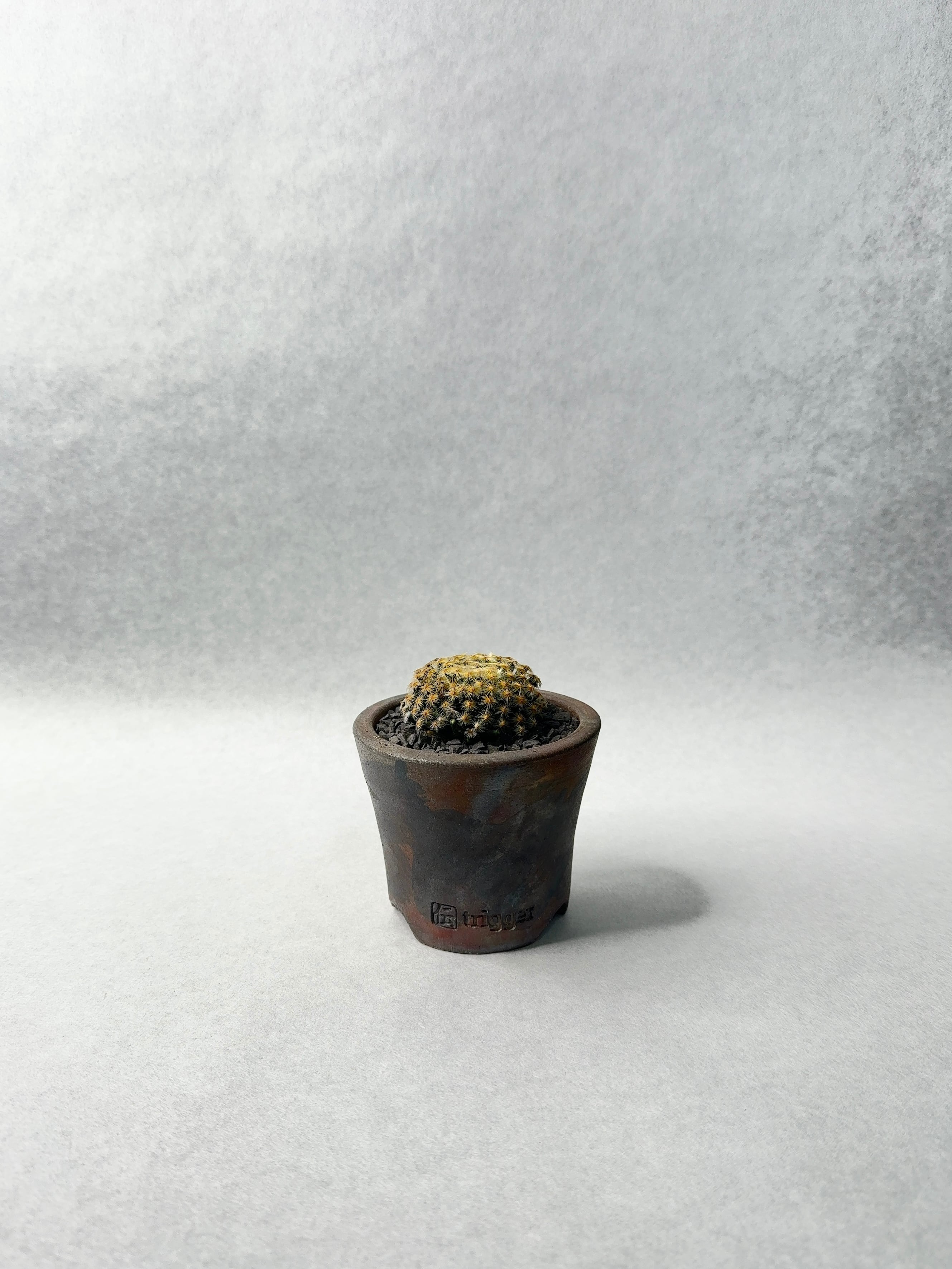 マミラリア・黄金明星 | trigger