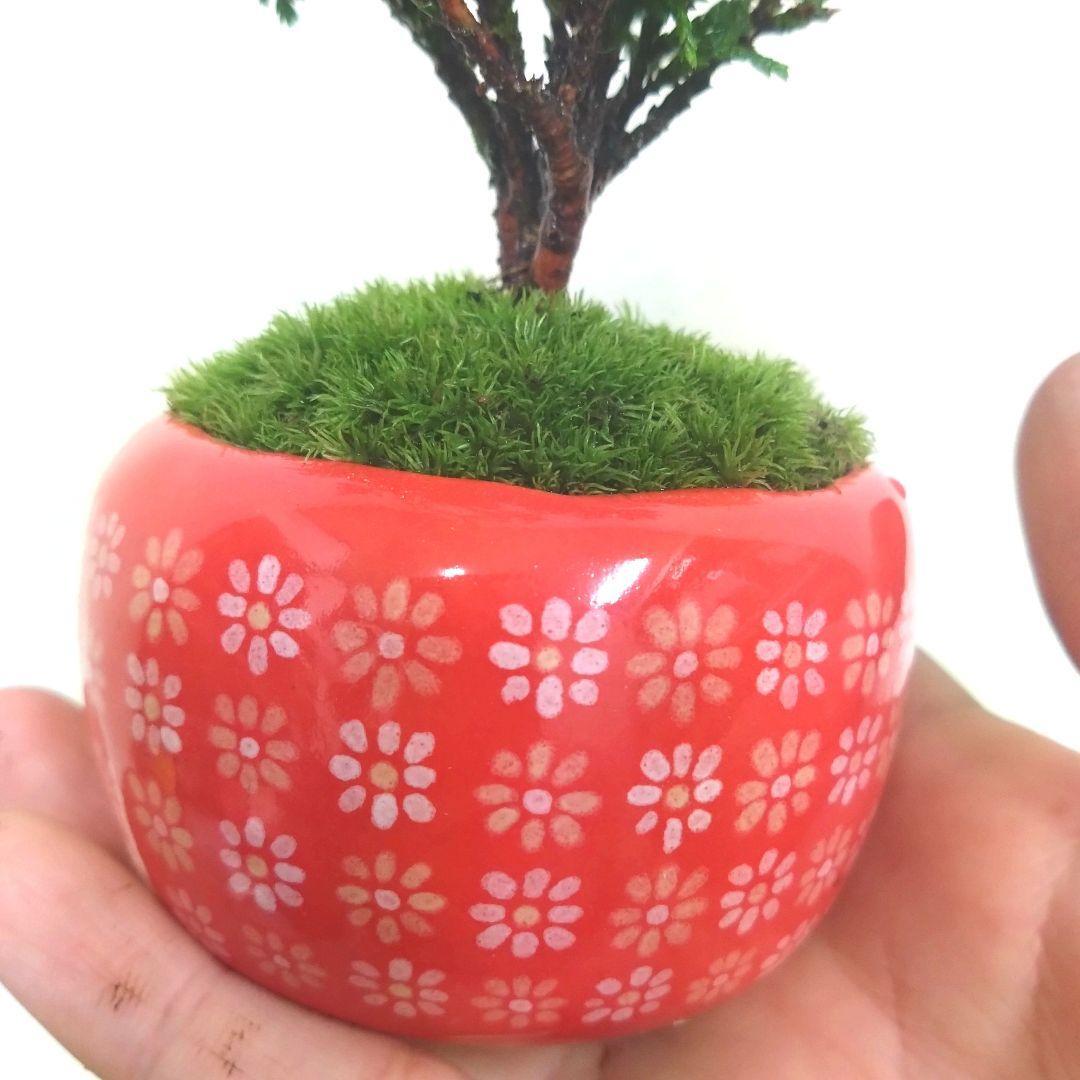 POTOCO 姫 サワラ 椹 陶器鉢 観葉植物 盆栽 豆盆栽 小品盆栽 木 | POTOCO