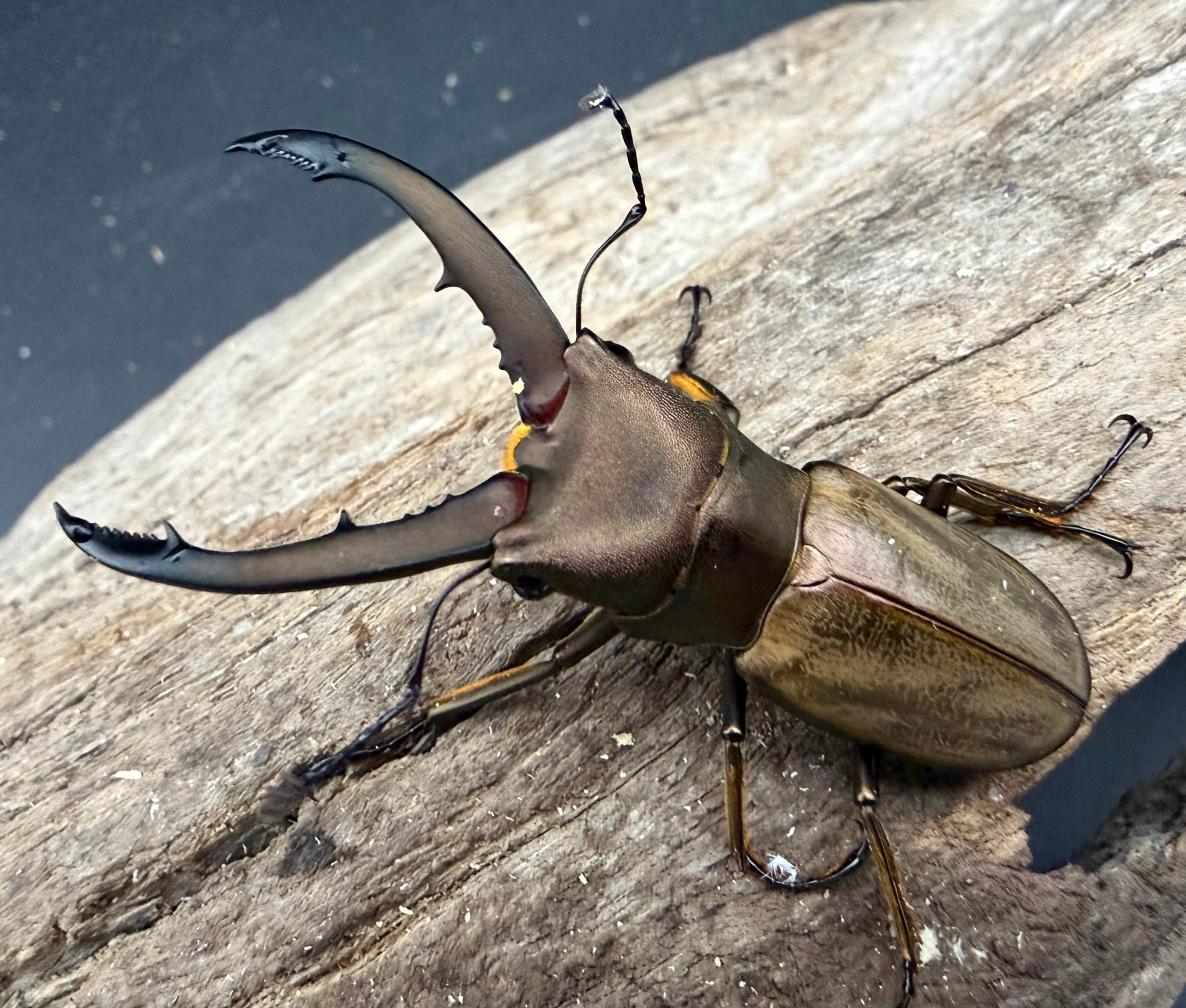 WD】《アラガールホソアカクワガタ 58mm ♂単》 | KPW公式オンライン