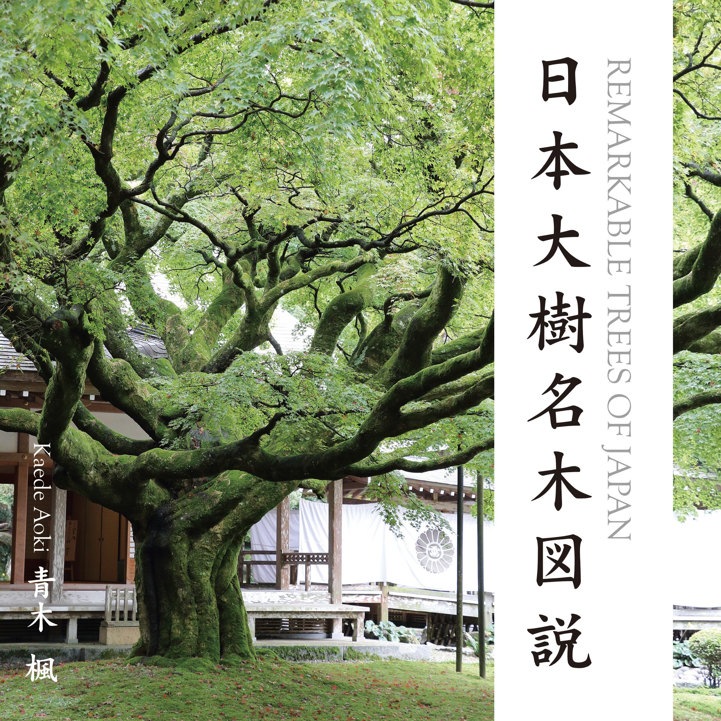 稀少レア】巨木☆巨大な樹木の切り株☆テーブル☆自然派ナチュラル【送料