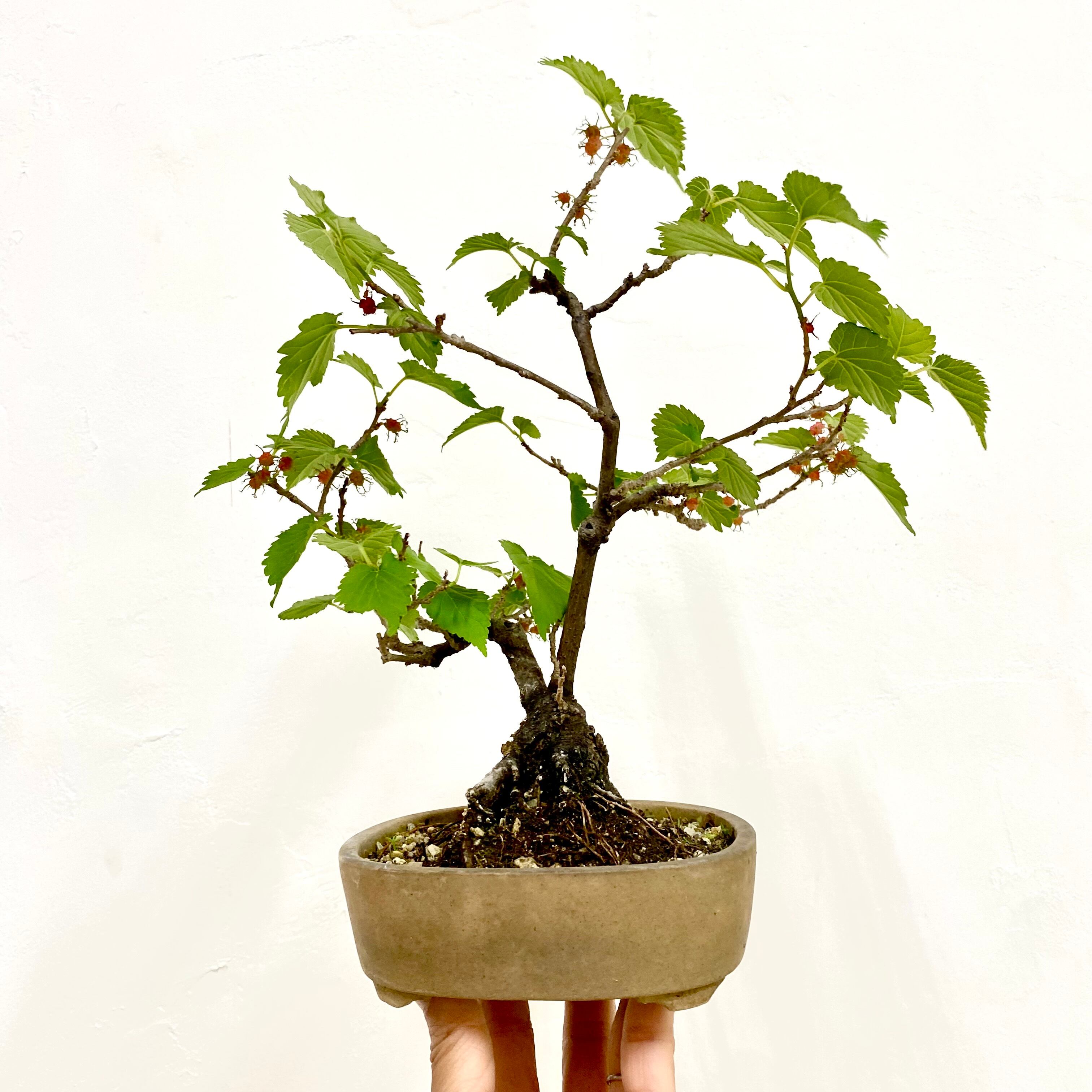 沖縄盆栽　希少　島桑　桑　盆栽　小品　実物　黎鳳　鉢 沖縄盆栽 希少 島桑 桑 小品盆栽 実物 黎鳳 鉢 - メルカリ
