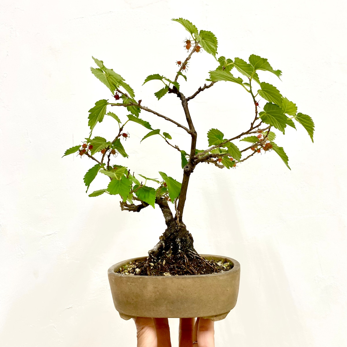 桑（クワ）の盆栽｜高さ 約31cm 幅25cm | BONSAI Labo ウェブショップ