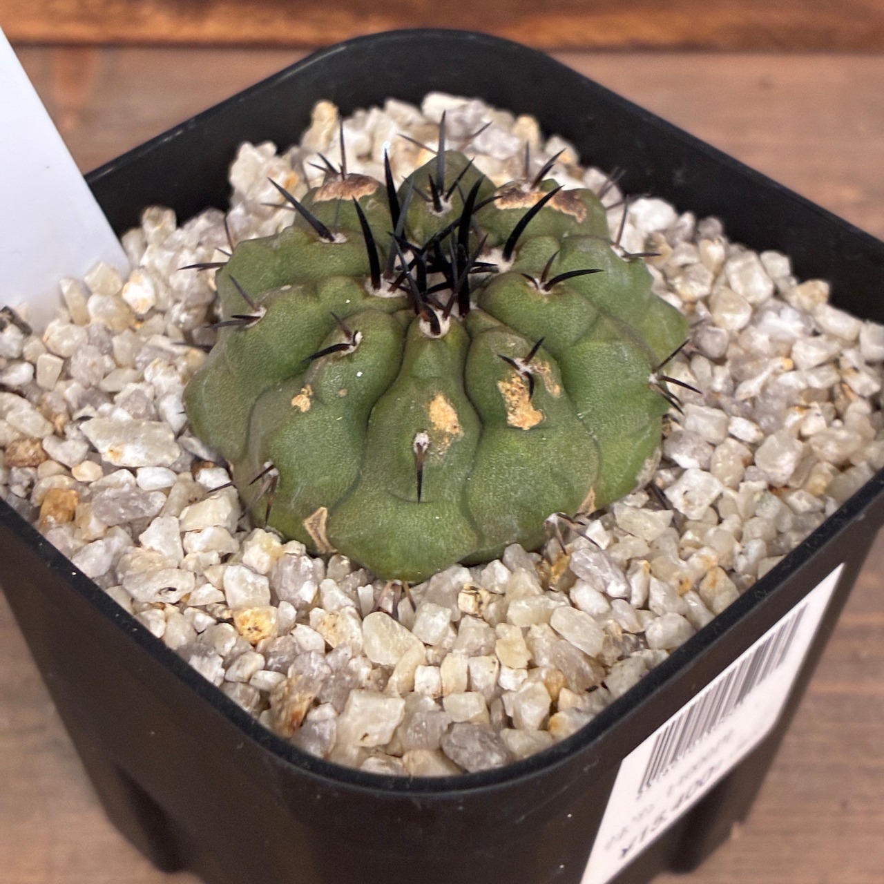 【Copiapoa】サボテン　コピアポア　黒王丸実生【840】【再撮影】