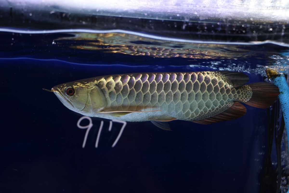 No.917 藍底過背金龍(プレミアム個体) ±35㎝ | アロワナ等の大型魚  