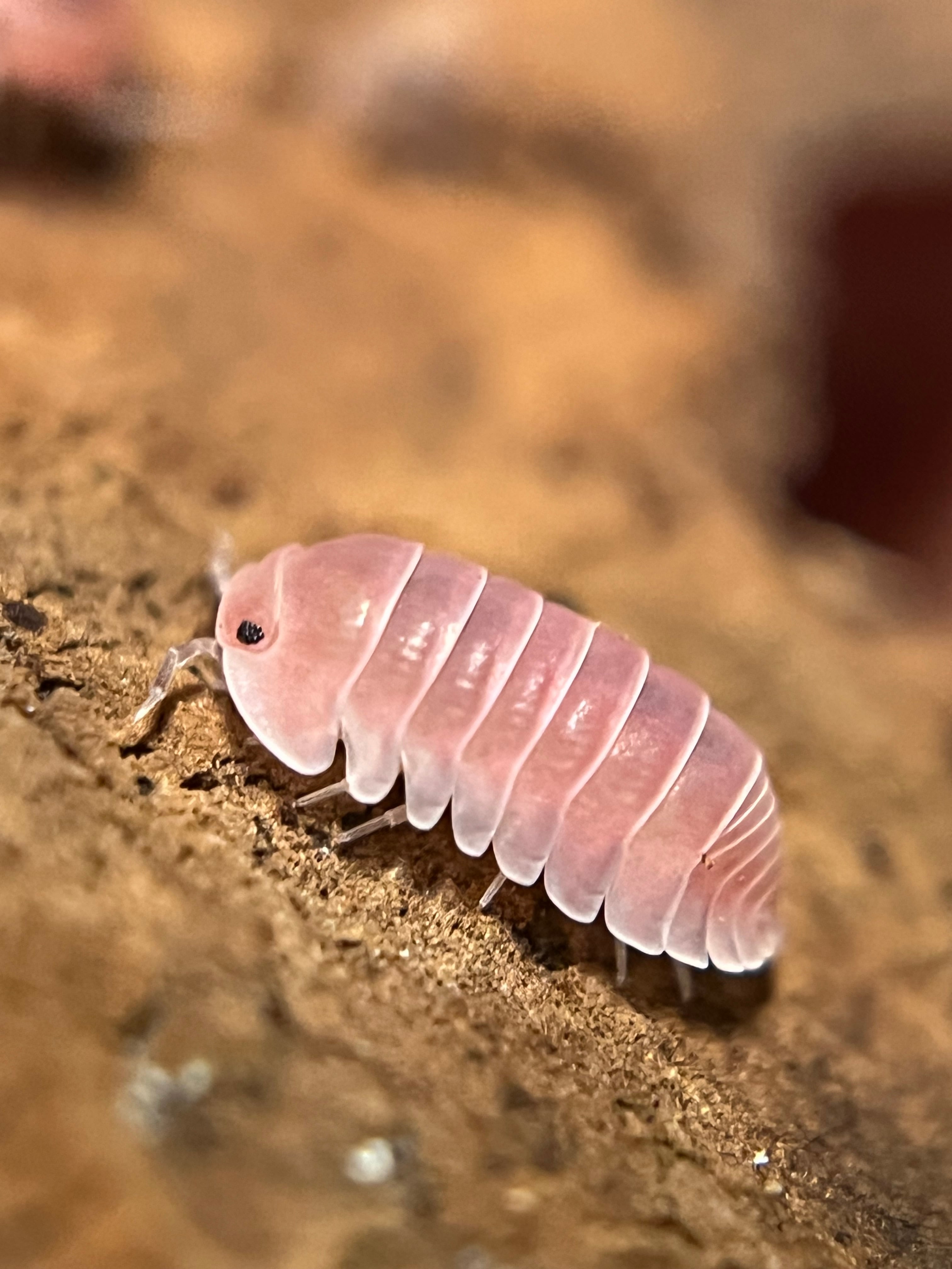 SHUNisopods ダンゴムシ、ワラジムシのお店