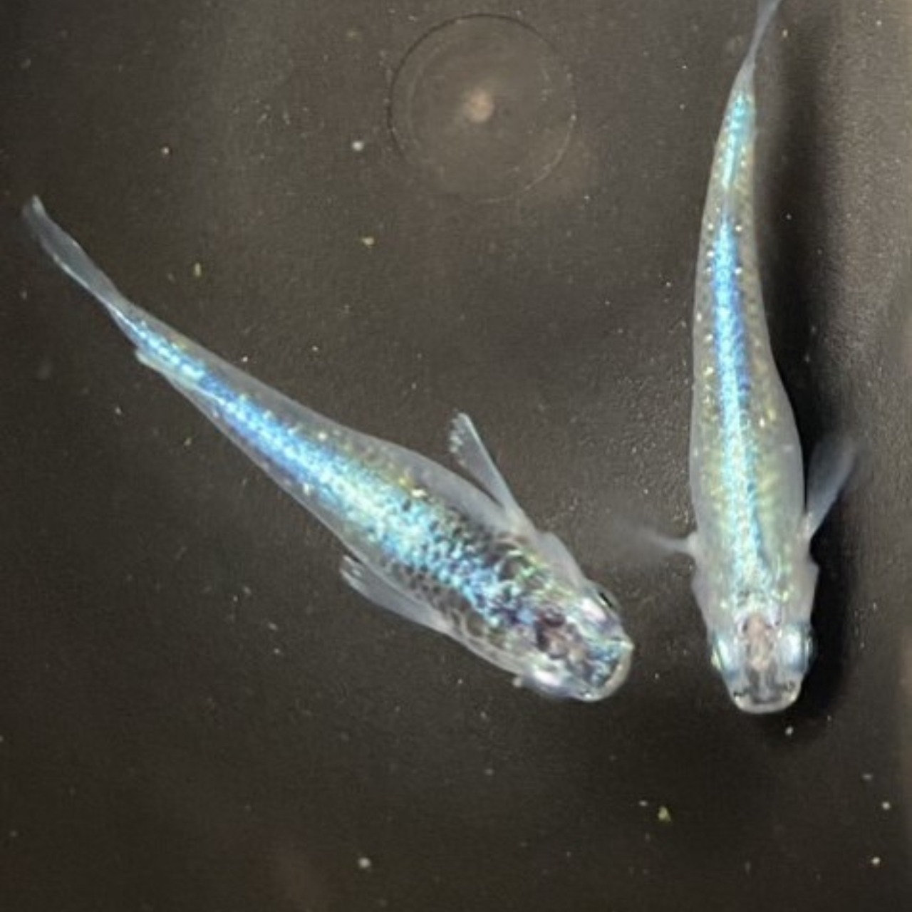ワタナベ重金属：有精卵20個＋α