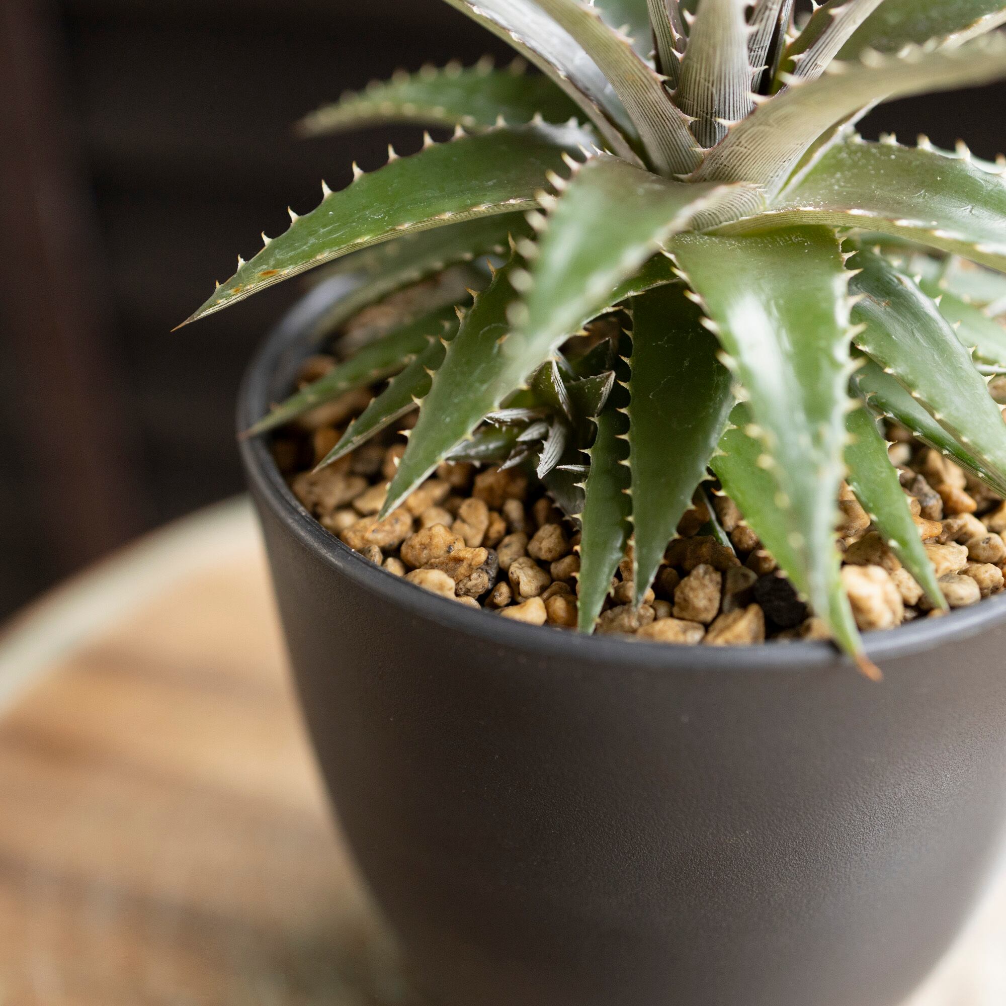 ディッキア　dyckia サティッシュ　satith 子株　発根済み　アガベ Dyckia ディッキア ハイブリッド 交配種 子株付き 多肉植物 サボテン