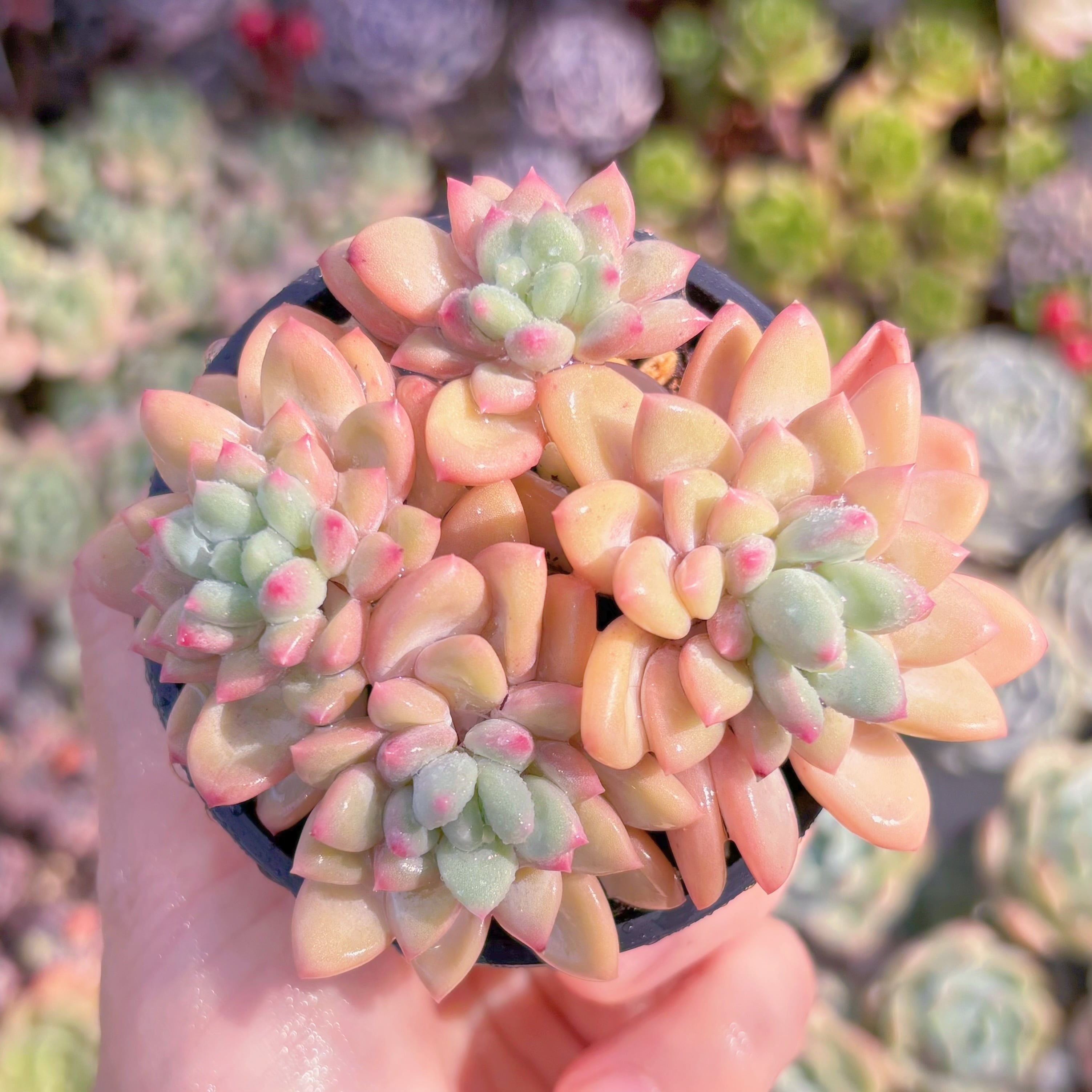 現品　ストロベリークリーム#F035　るる農園