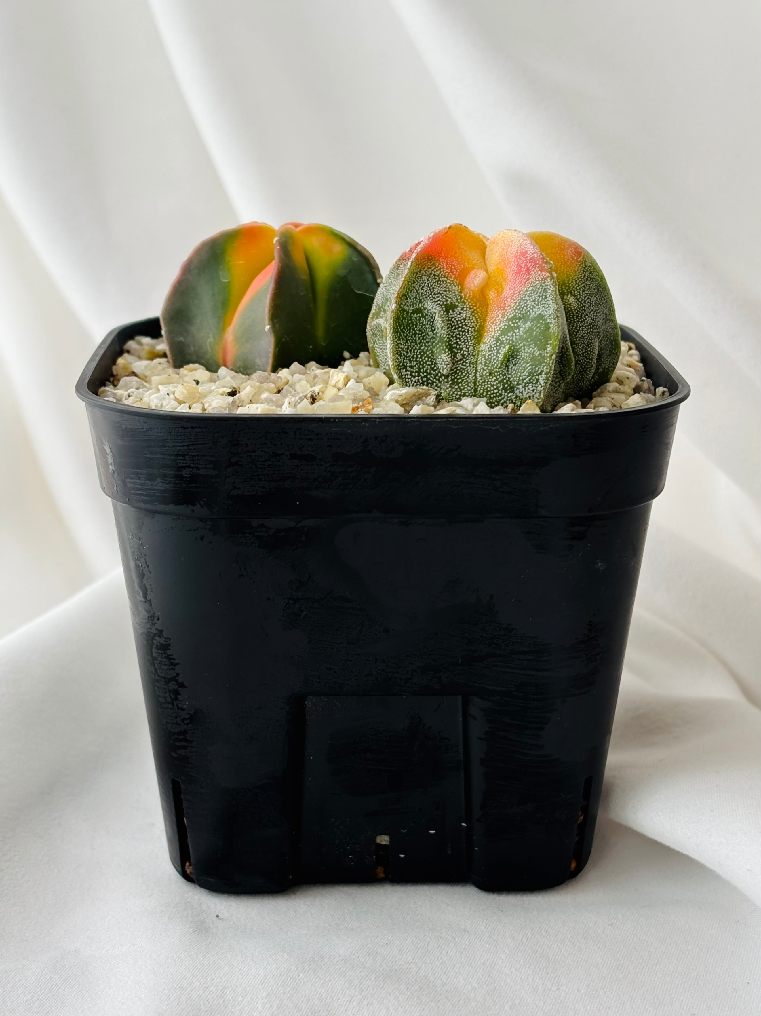Astrophytum myriostigma アストロフィツム 紅葉ヘキラン 紅葉碧瑠璃