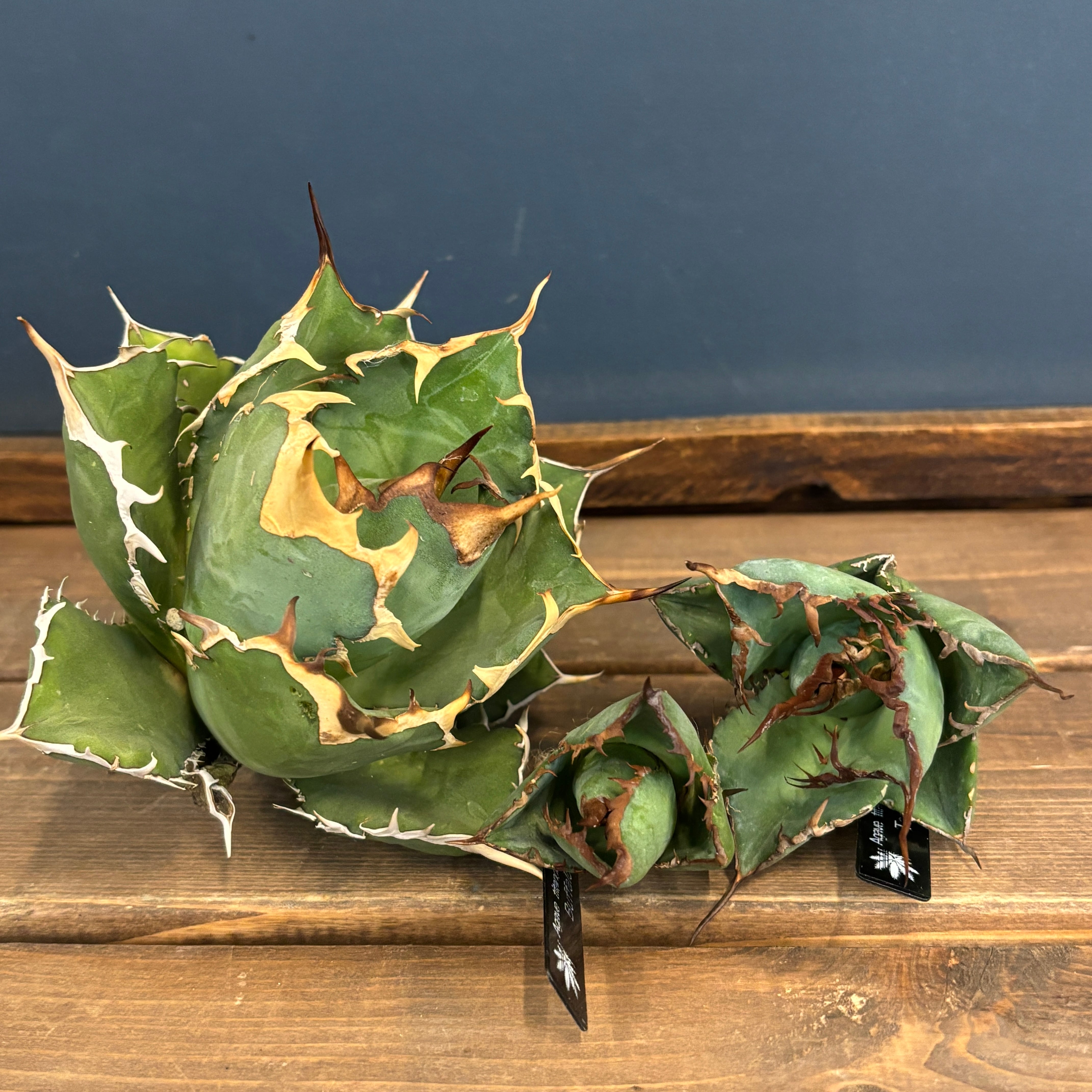 現品】2026年 CHAMさんアガベ イラン株福袋 20,000円 | PROTOLEAF