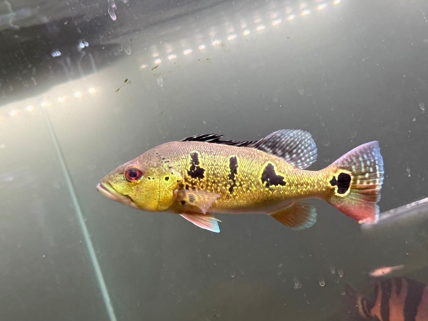 I07 キクラテメンシス 8-9㎝前後 オリノコワイルド | アクアショップ