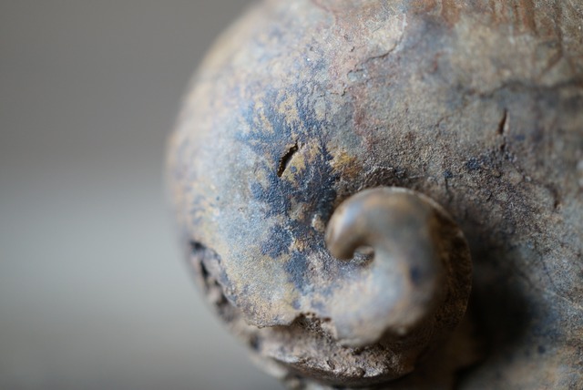 ボリビア産カタツムリ(腹足類)化石 Gastropod Fossil 1349