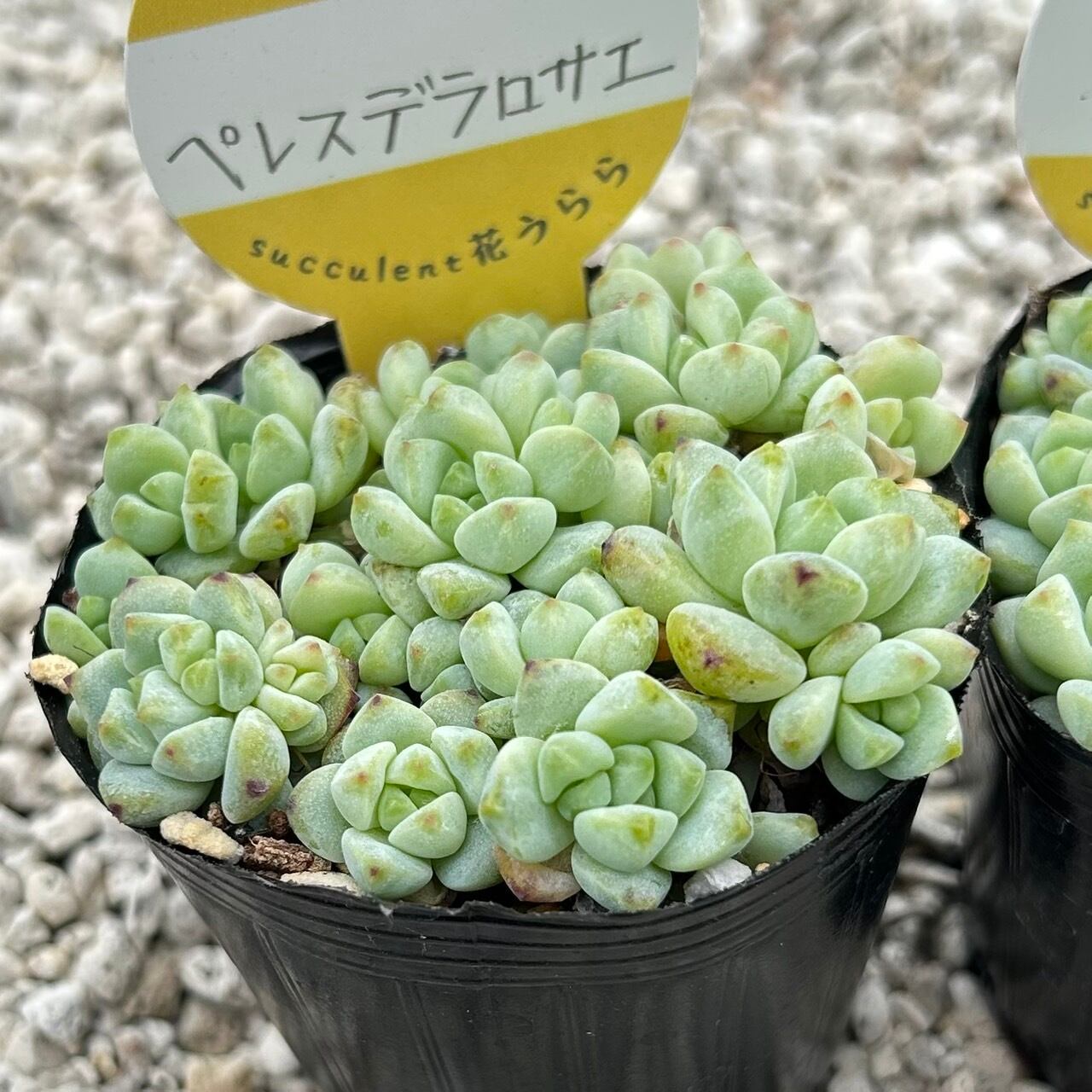 桃太郎 2寸苗 多肉植物 エケベリア | Succulent 花うらら 〜多肉植物