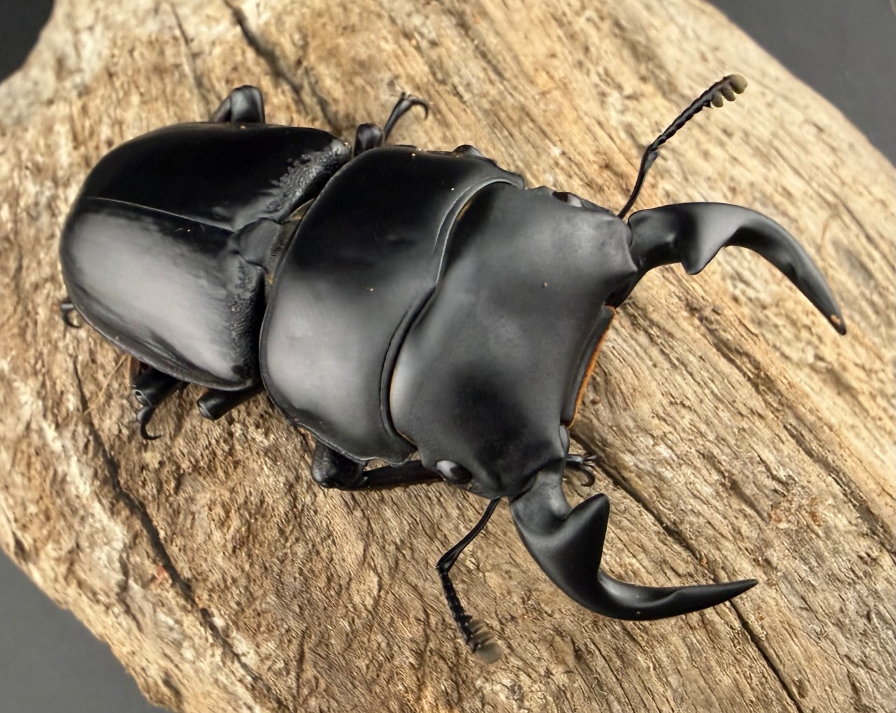 《インドグランディス亜種moriyai 60mm ペア》Moro氏委託個体