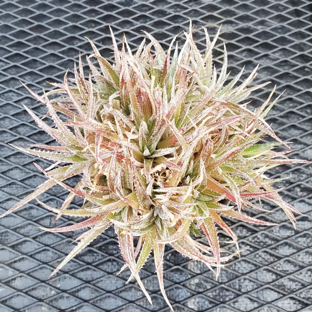 F00548_Dyckia 'Nemesis' x 'Nagas'：ディッキア・ハイブリッド（子株