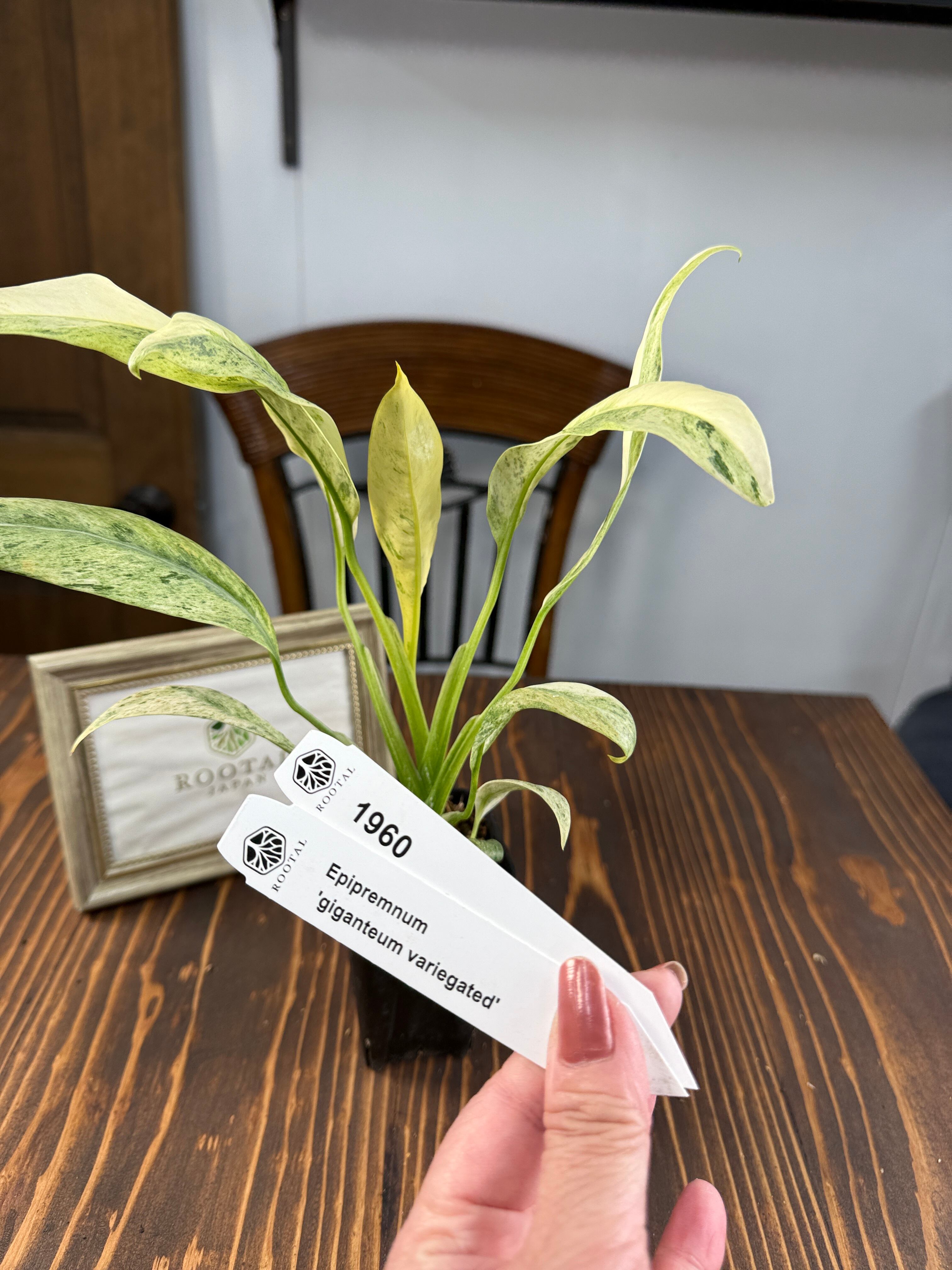 ★1960エピプレムナム ‘ギガンテウム‘マーブル(2.5号ロング硬質ポット)