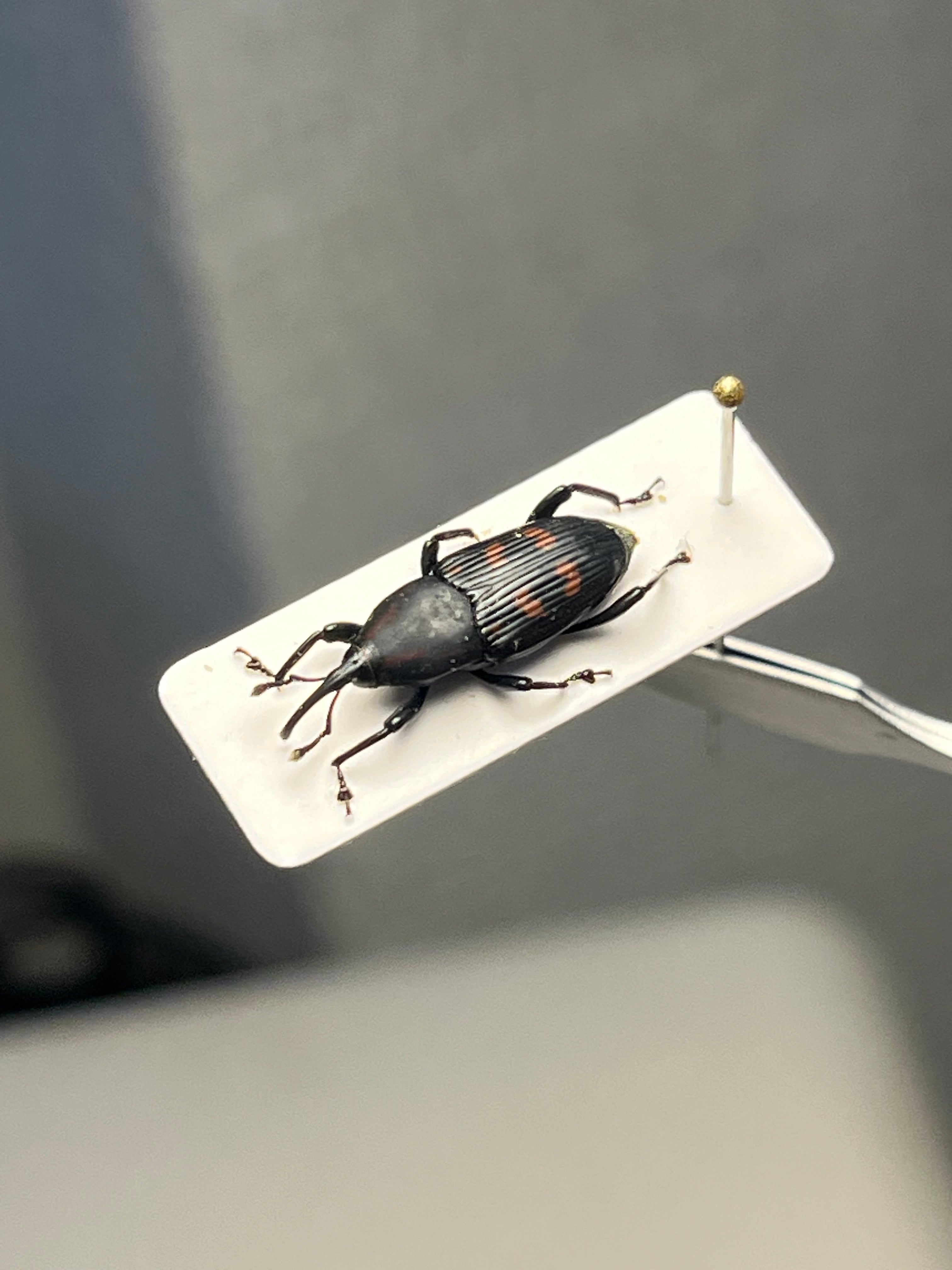 特大良型】ラッケリーテナガカナブン 標本ウグイスコガネカメムシサシ