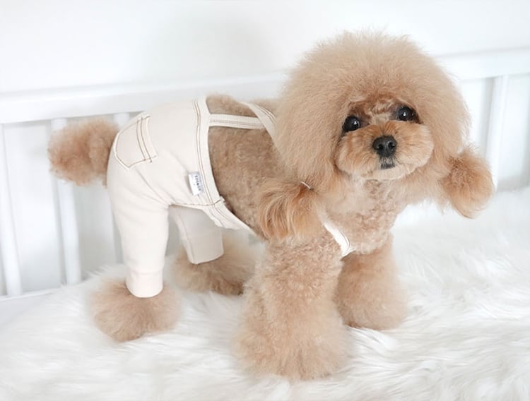 denim skirt & pants beige XS ~ XL  / 犬服 パンツ ドッグウェア ボトム シンプル 小型犬 中型犬 犬 服 ズボン ペット洋服