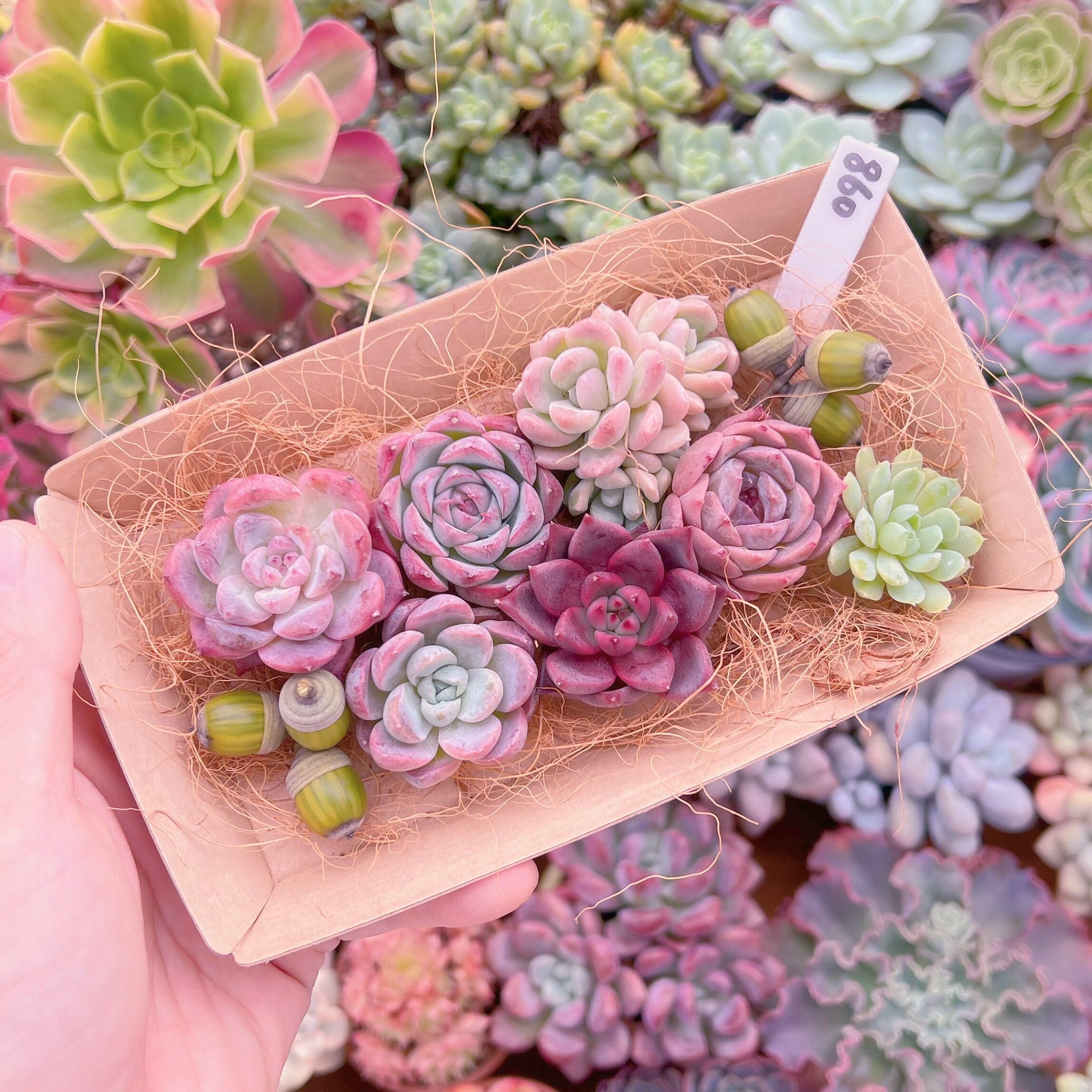 現品　多肉お弁当#860   るる農園