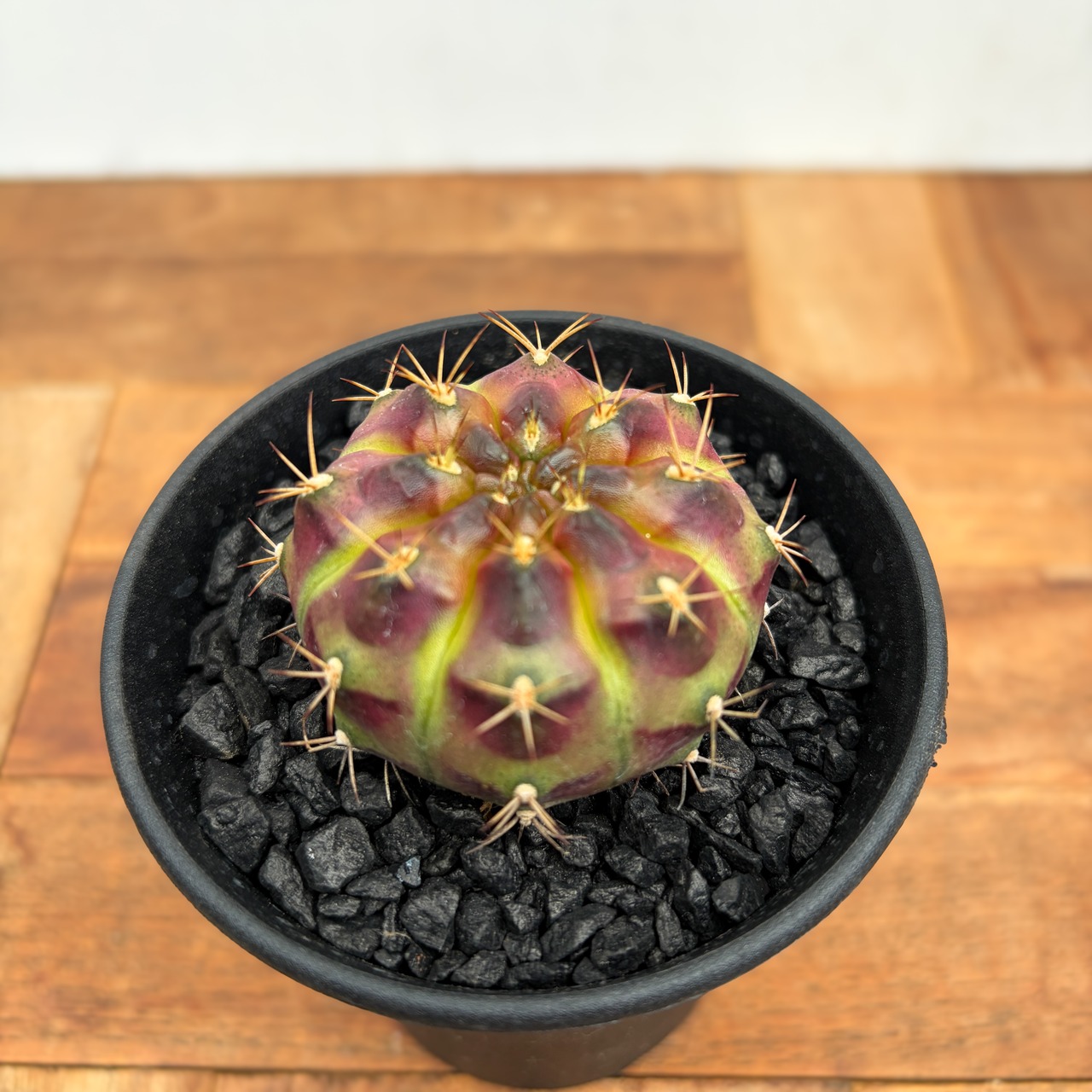 Gymnocalycium daydream【ギムノカリキウム・デイドリーム】