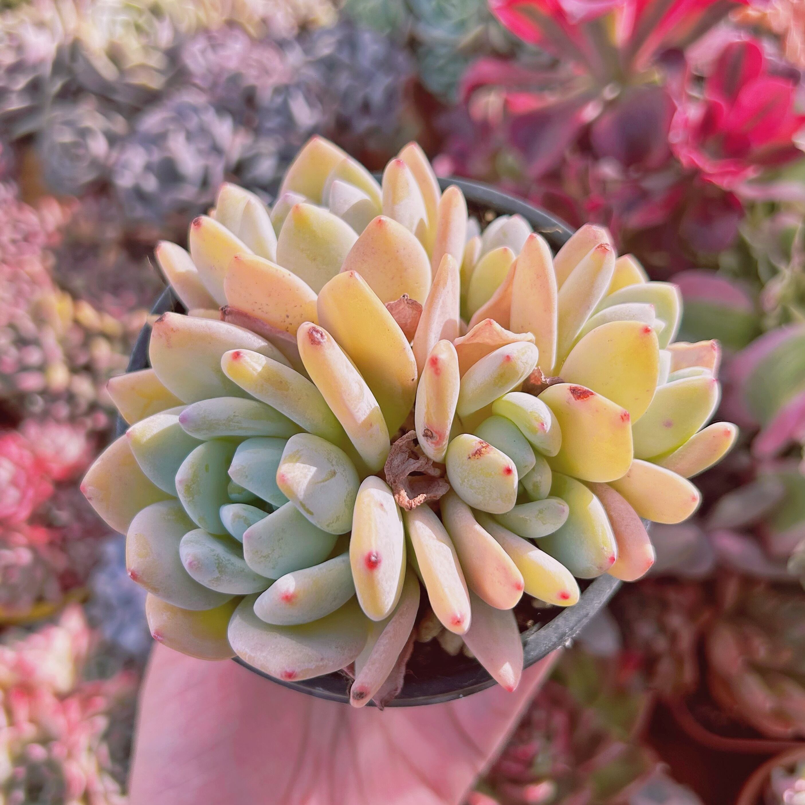 #239現物　多肉植物　ラウイx冷香　特大