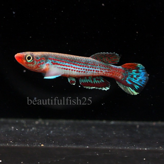 卵生メダカ Aphyosemion(Episemion)krystallinoron Aconibe-Oveng