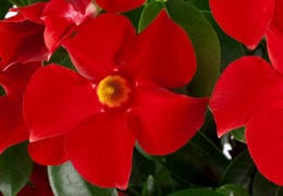 サンパラソル クリムゾン | 花のとびつか