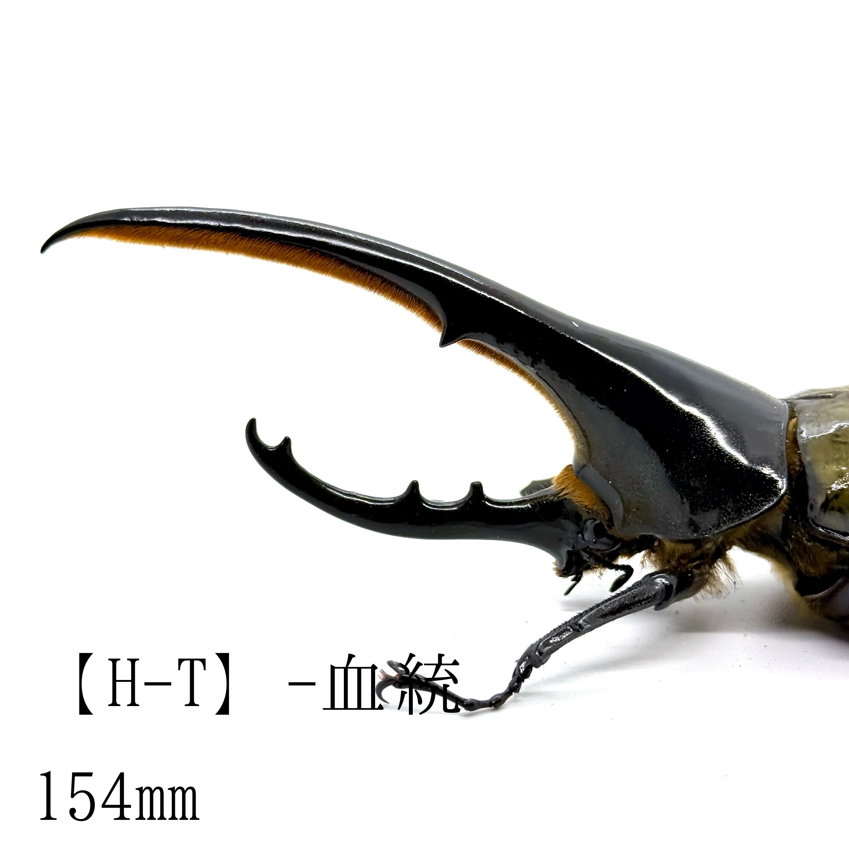 ☆154㎜&73㎜ / 成虫 / オス&メスペア / ヘラクレスオオカブト