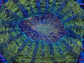 Achanthophyllia Deshayesiana RedGlitter