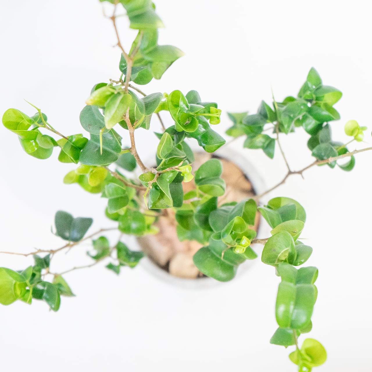 ≪ 観葉植物 ≫くるくる葉が個性的｜モルタル鉢のベンジャミン・バロックの鉢植え｜ざらっとした風合いの自作モルタル鉢