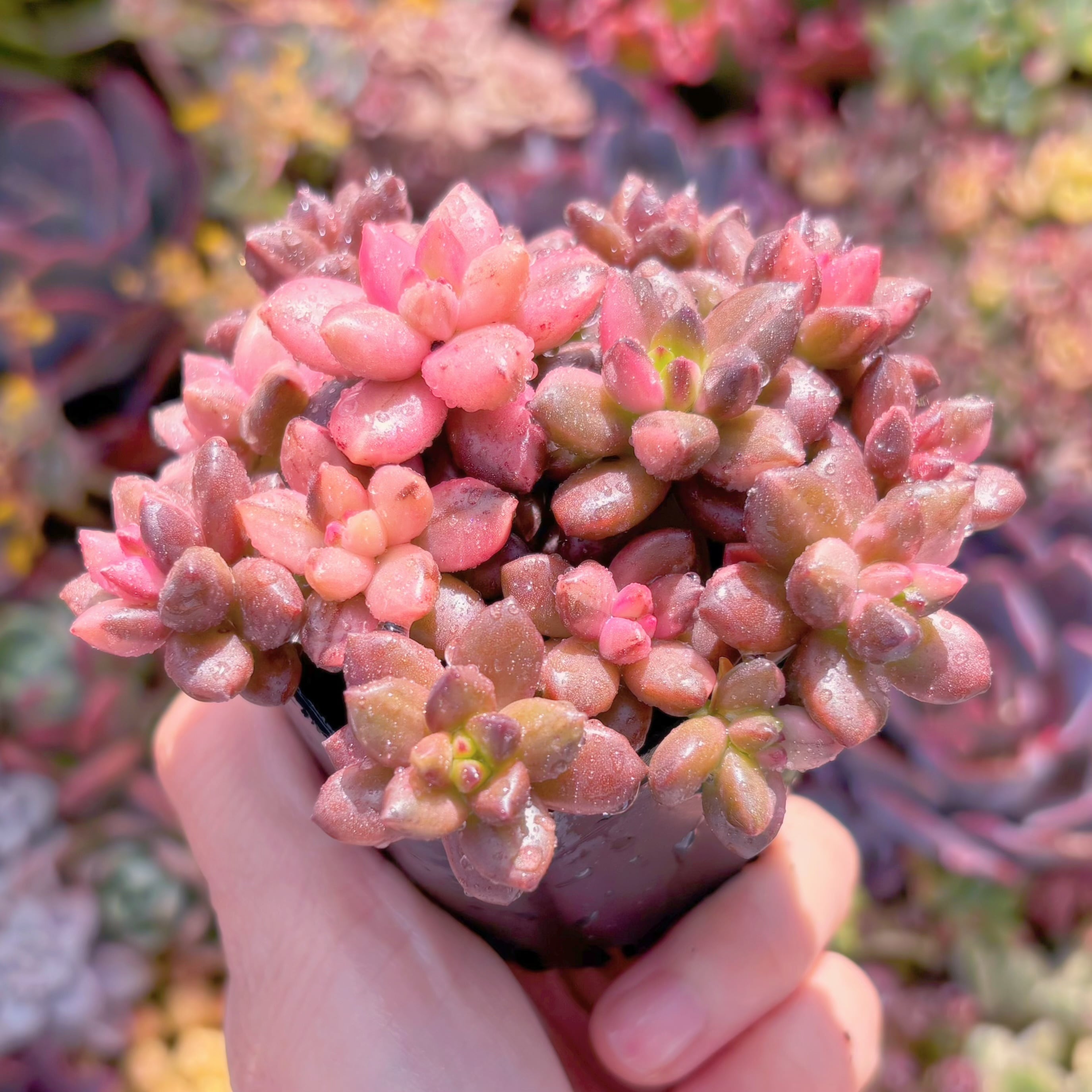 多肉植物 黒美人錦 新入荷 るる農園 | るる農園~多肉植物専門