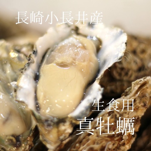 殻付き牡蠣 生食用 小長井産 中サイズ 10個 長崎 真牡蠣 豊洲直送【小長井牡蠣ｘ１０個】 冷蔵