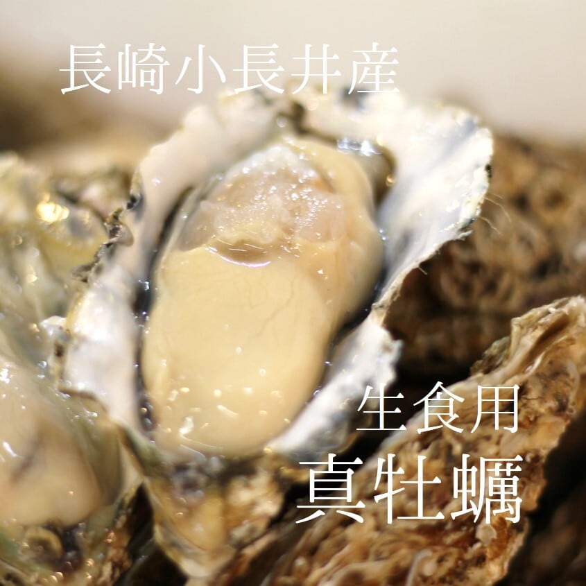 殻付き牡蠣 生食用 小長井産 中サイズ 10個 長崎 真牡蠣 豊洲直送【小長井牡蠣x10個】 冷蔵