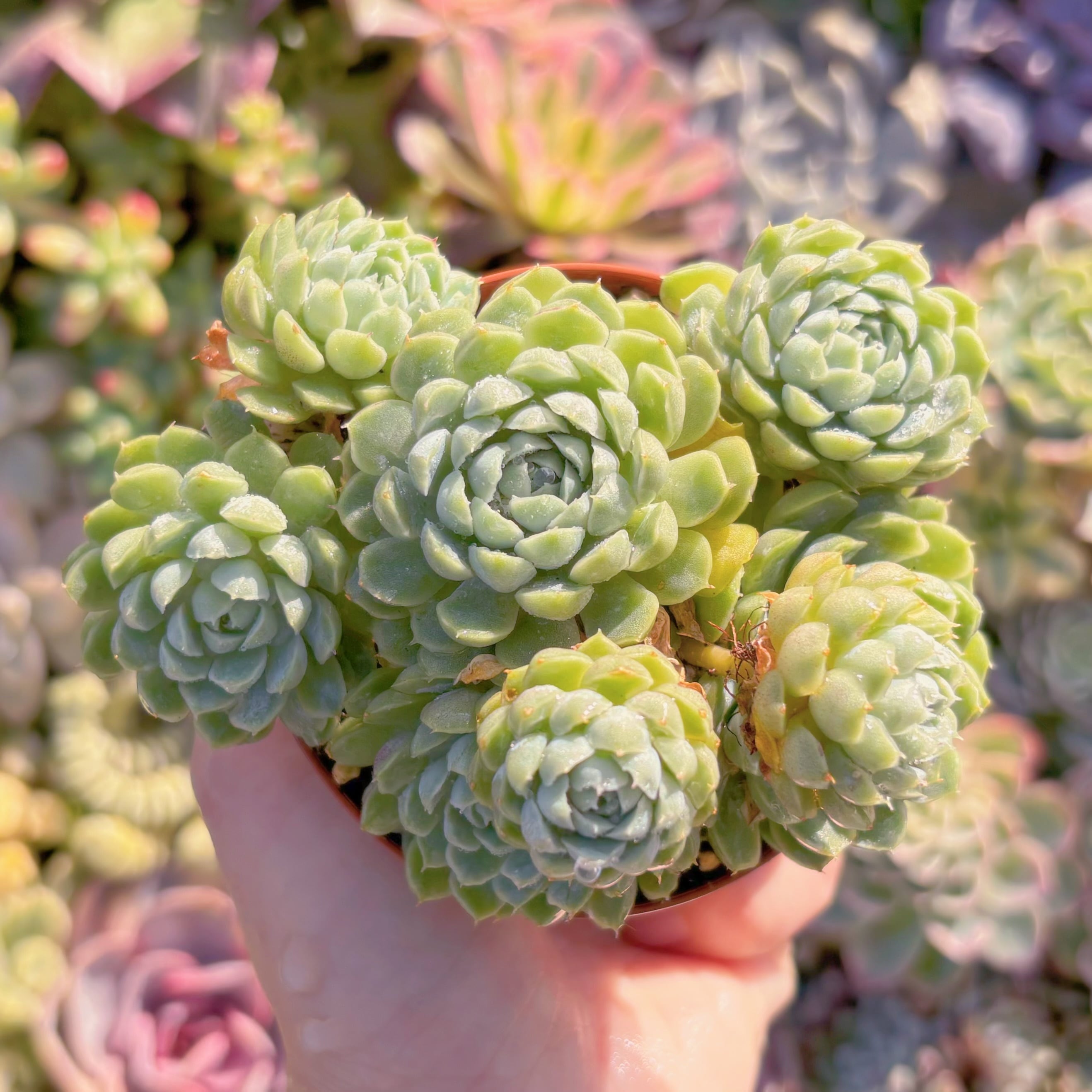 現品　ハチミツボール#M176　るる農園