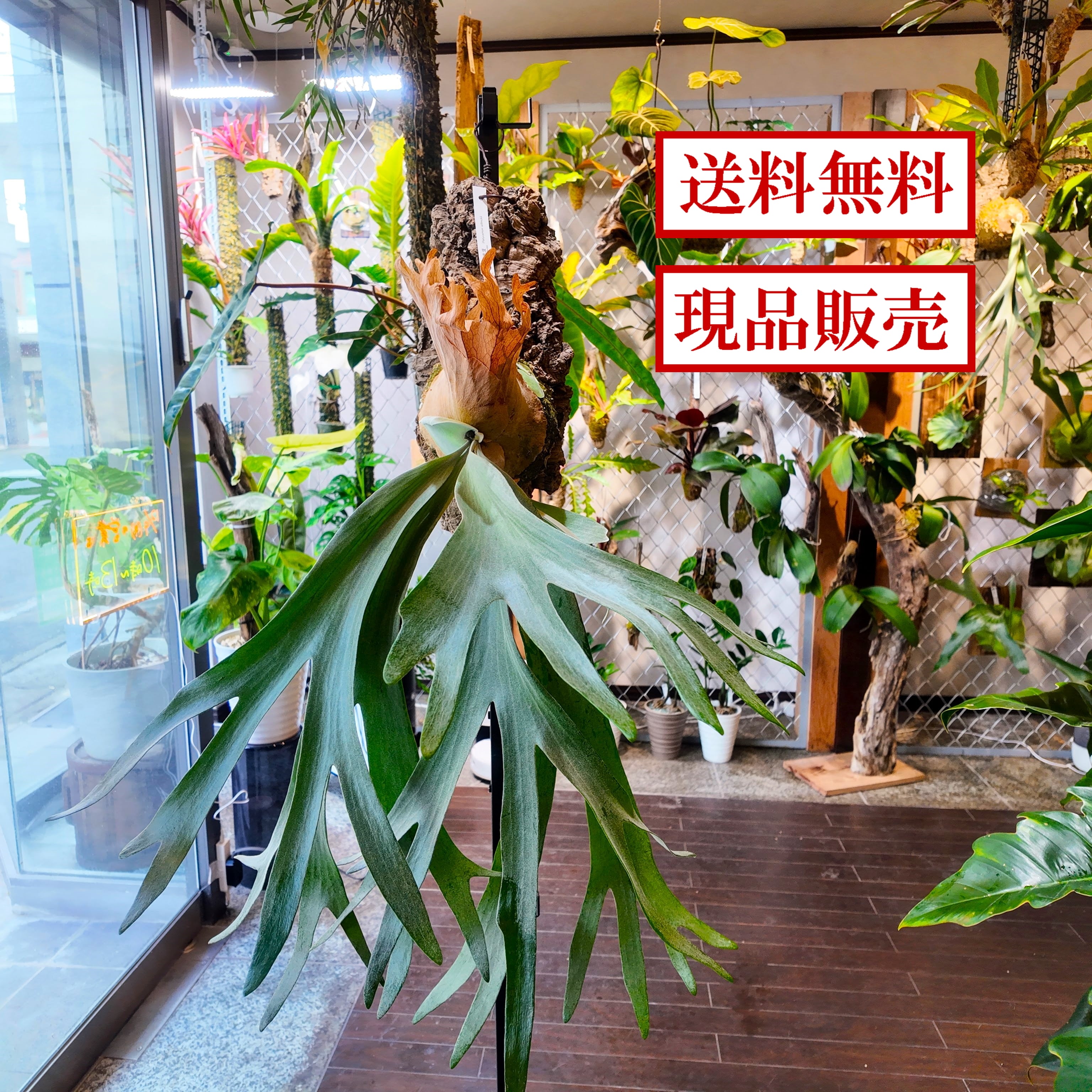 ビカクシダ willinkii bogor☓WhiteHawk MIX大株 ビカクシダ willinkii bogor☓WhiteHawk MIX大株 ビカクシダ